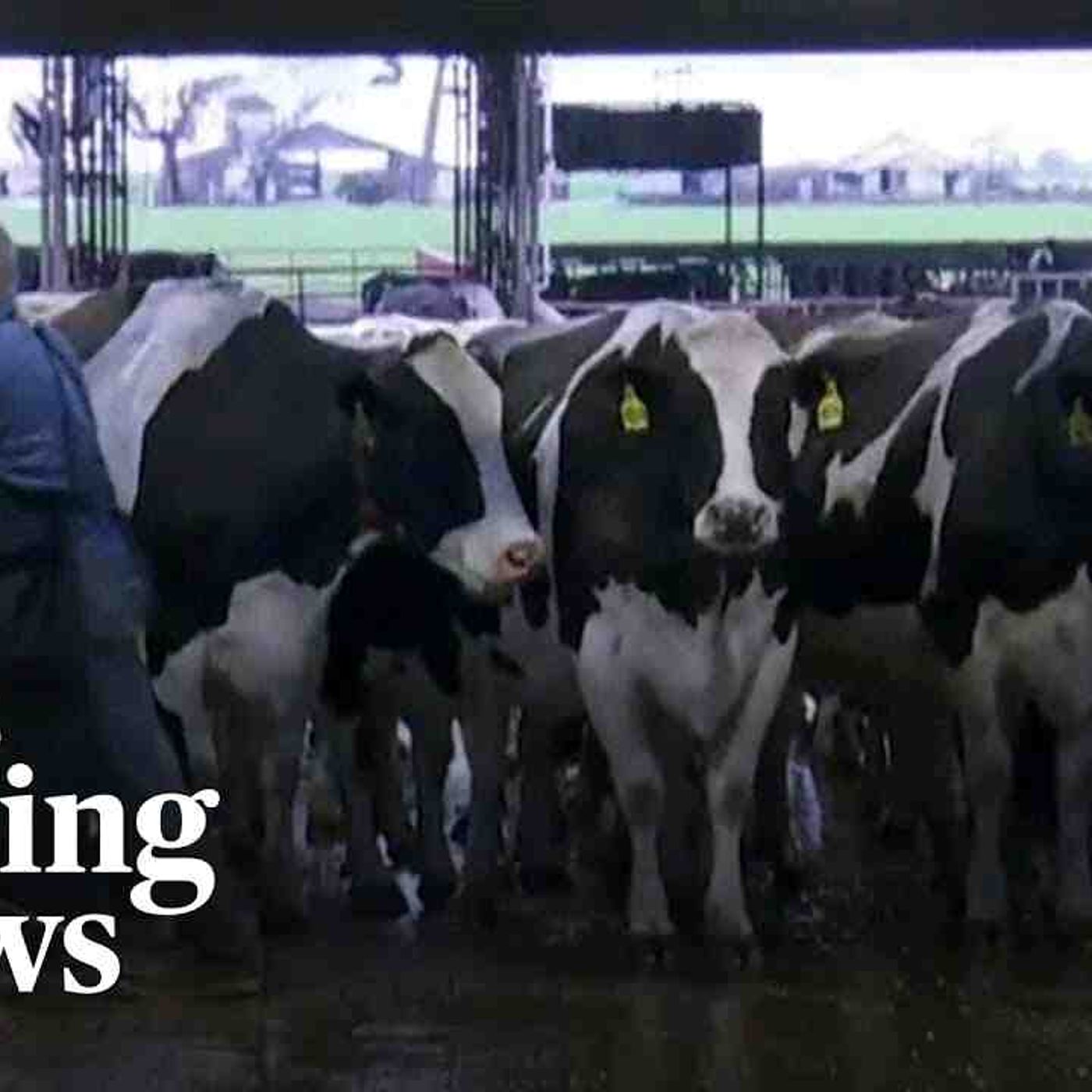 The scientists aiming to stay ahead of bird flu on dairy farms and prevent a human pandemic(MP3_160K) episode artwork