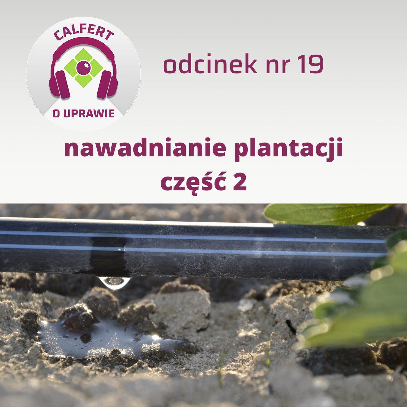 19. Jak skutecznie nawadniać plantację? Część 2.