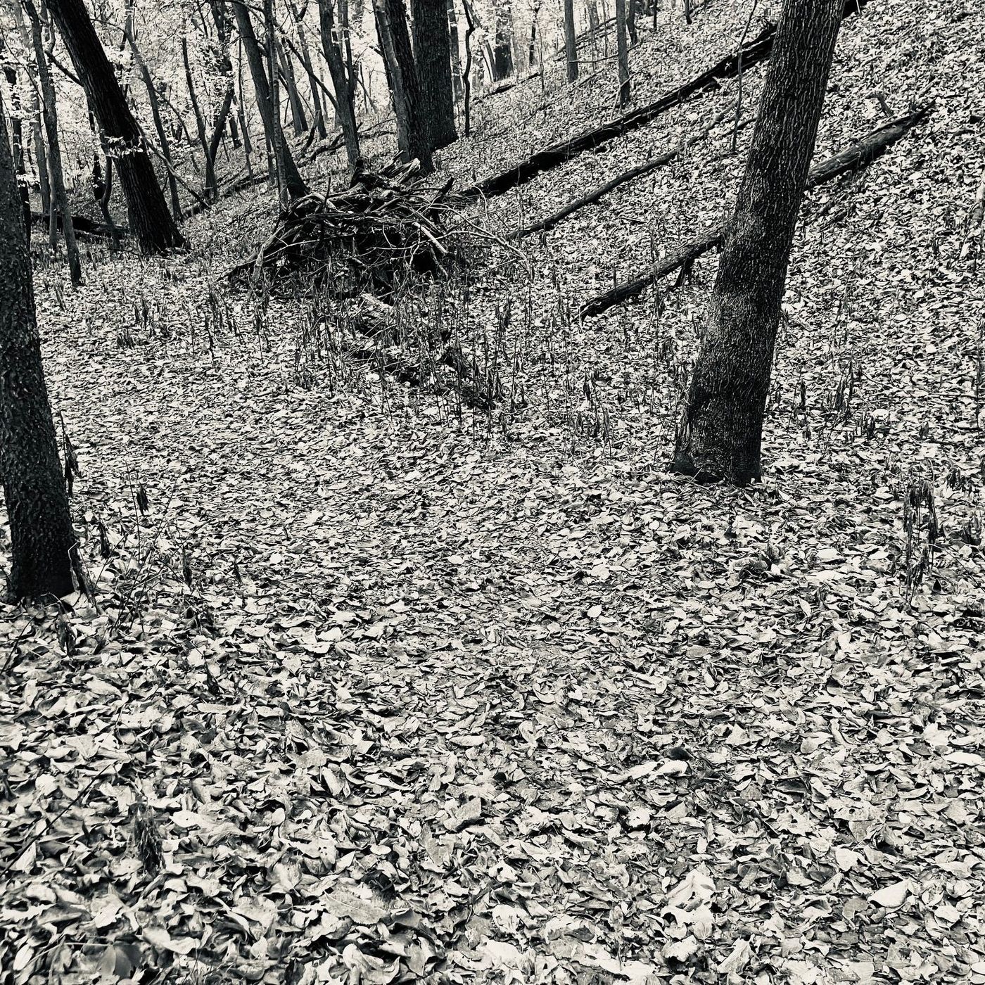 PART II: Michelle Foss on Fontenelle Forest's mosaic of wild habitats