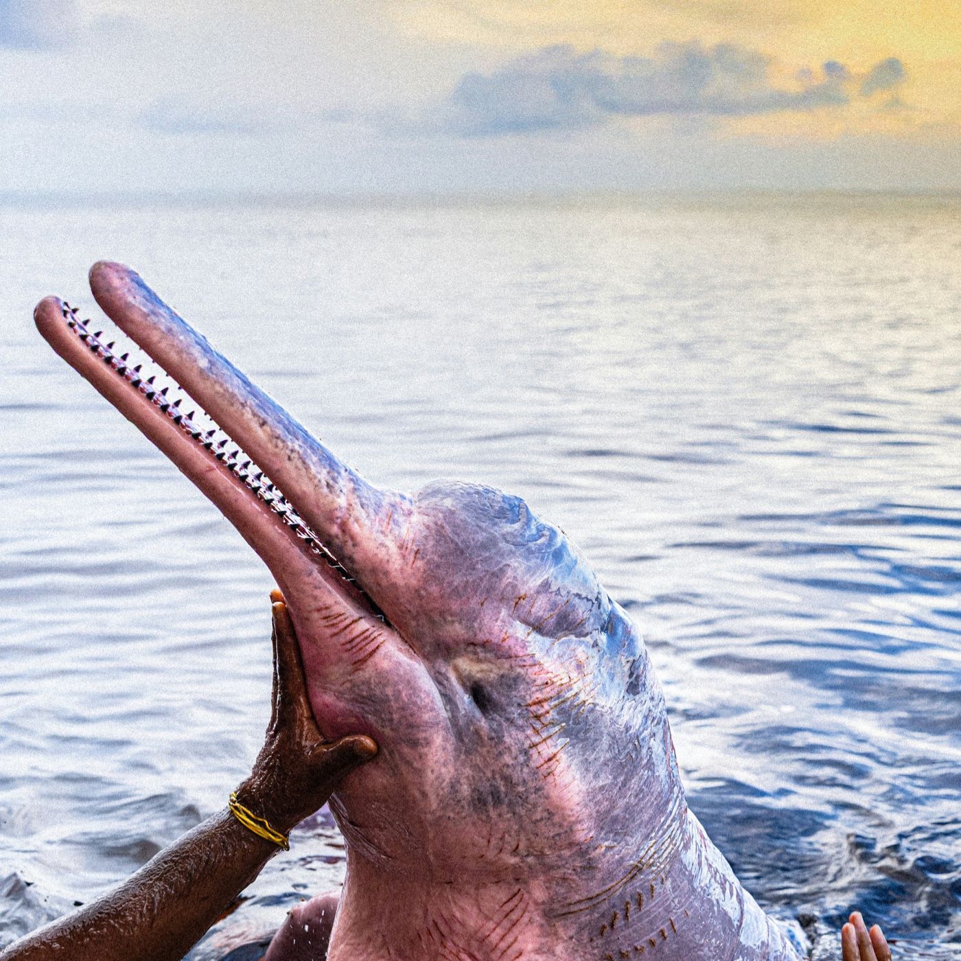 El delfín rosado
