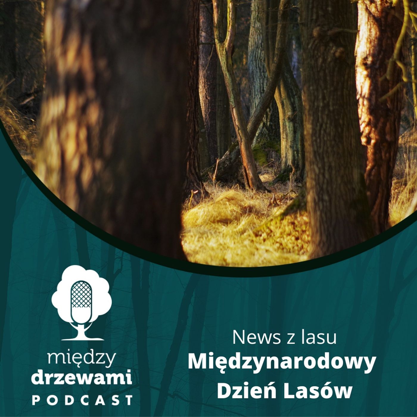 News z lasu - Międzynarodowy Dzień Lasów  [opowiada Michał Wieciech] episode artwork