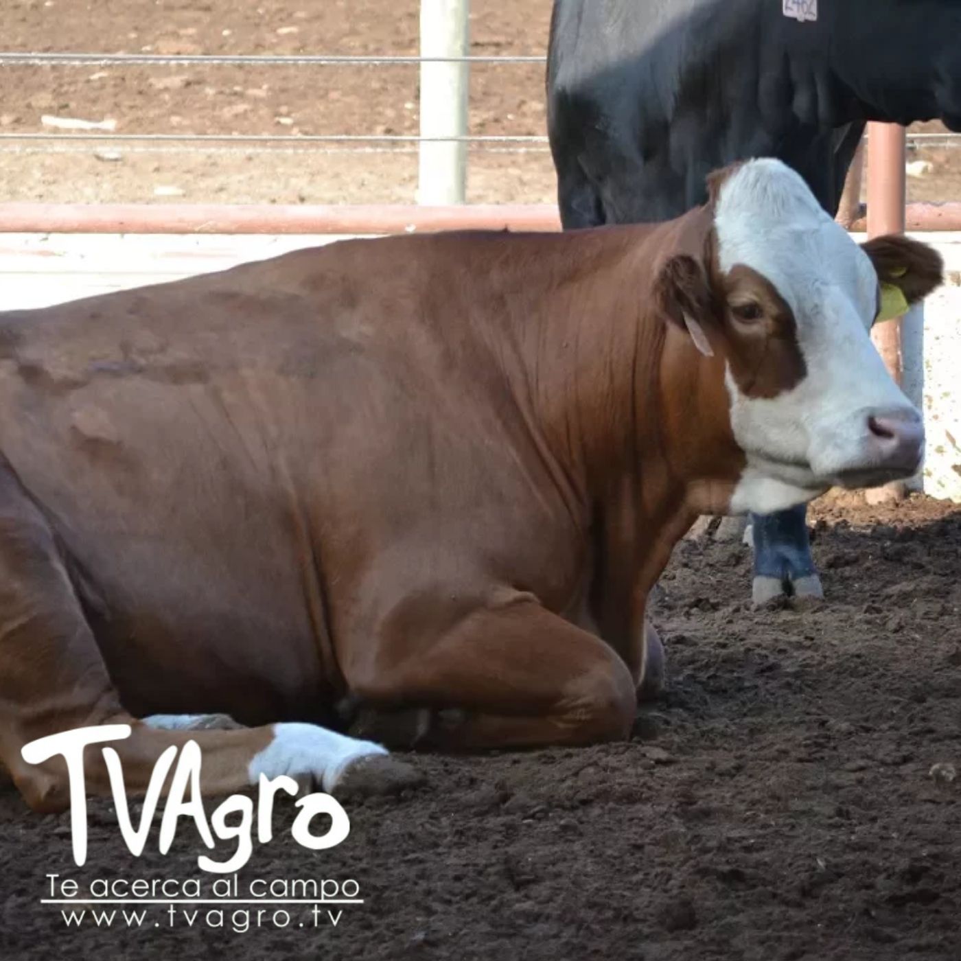 TV AGRO