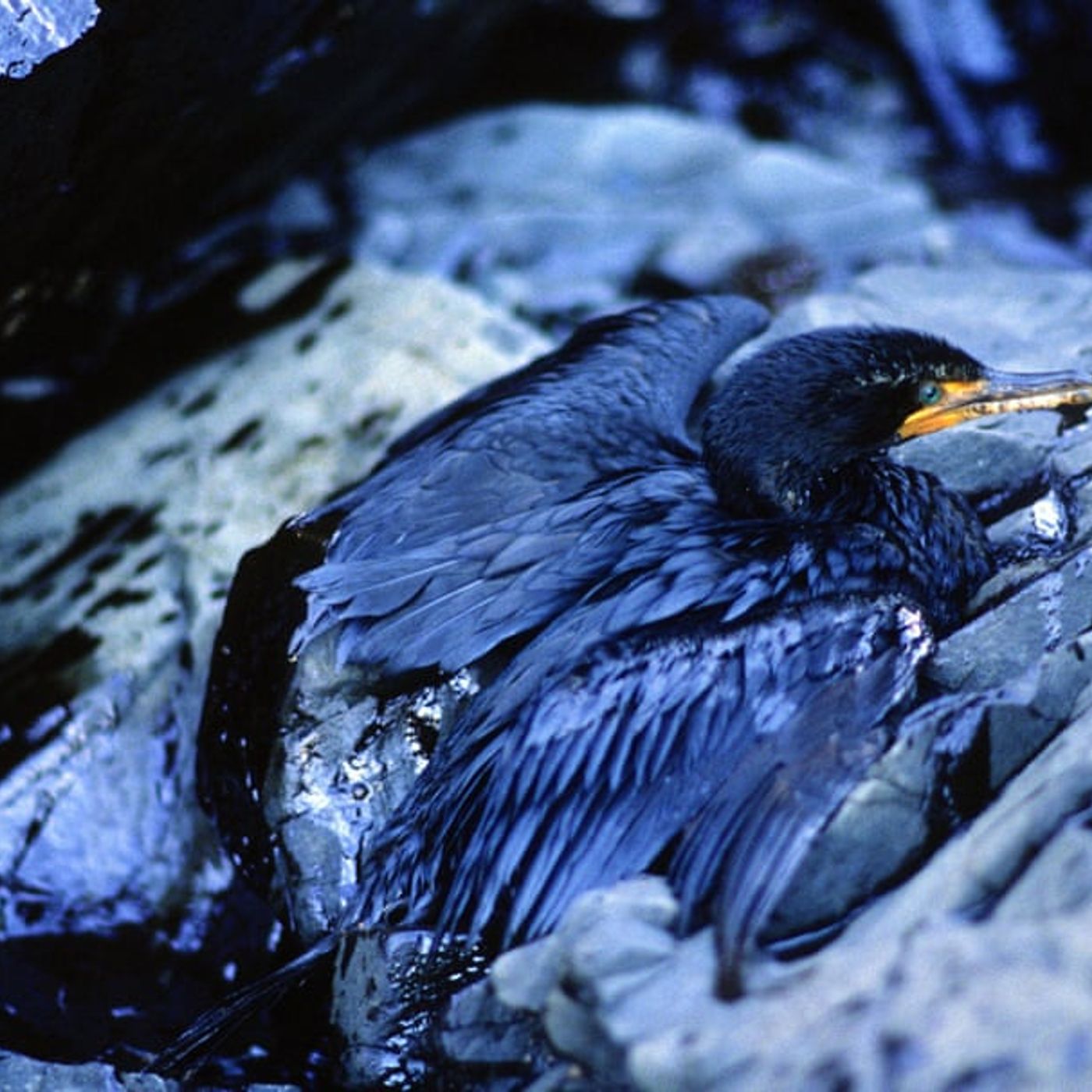 4/5/19 - Remember.....? (oiled cormorant, Bob Hallinen)