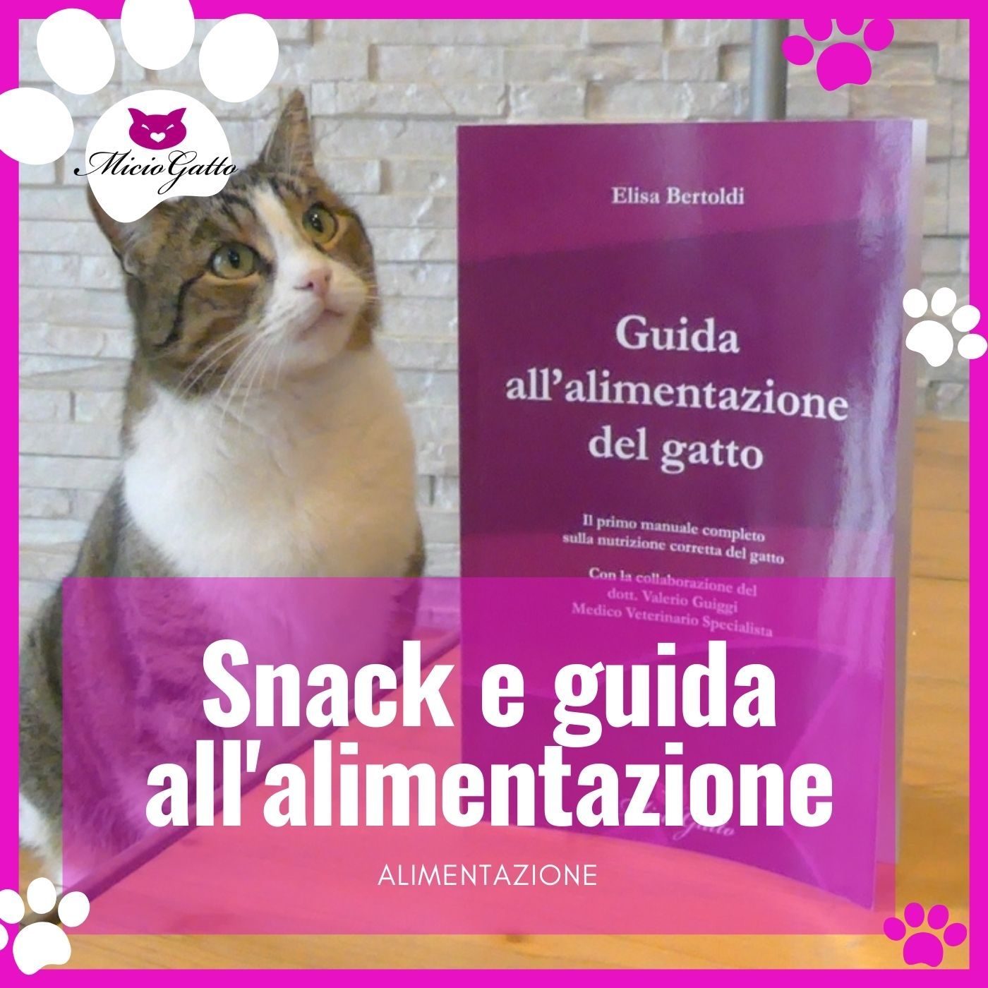 MicioGatto - Tutto sui gatti!