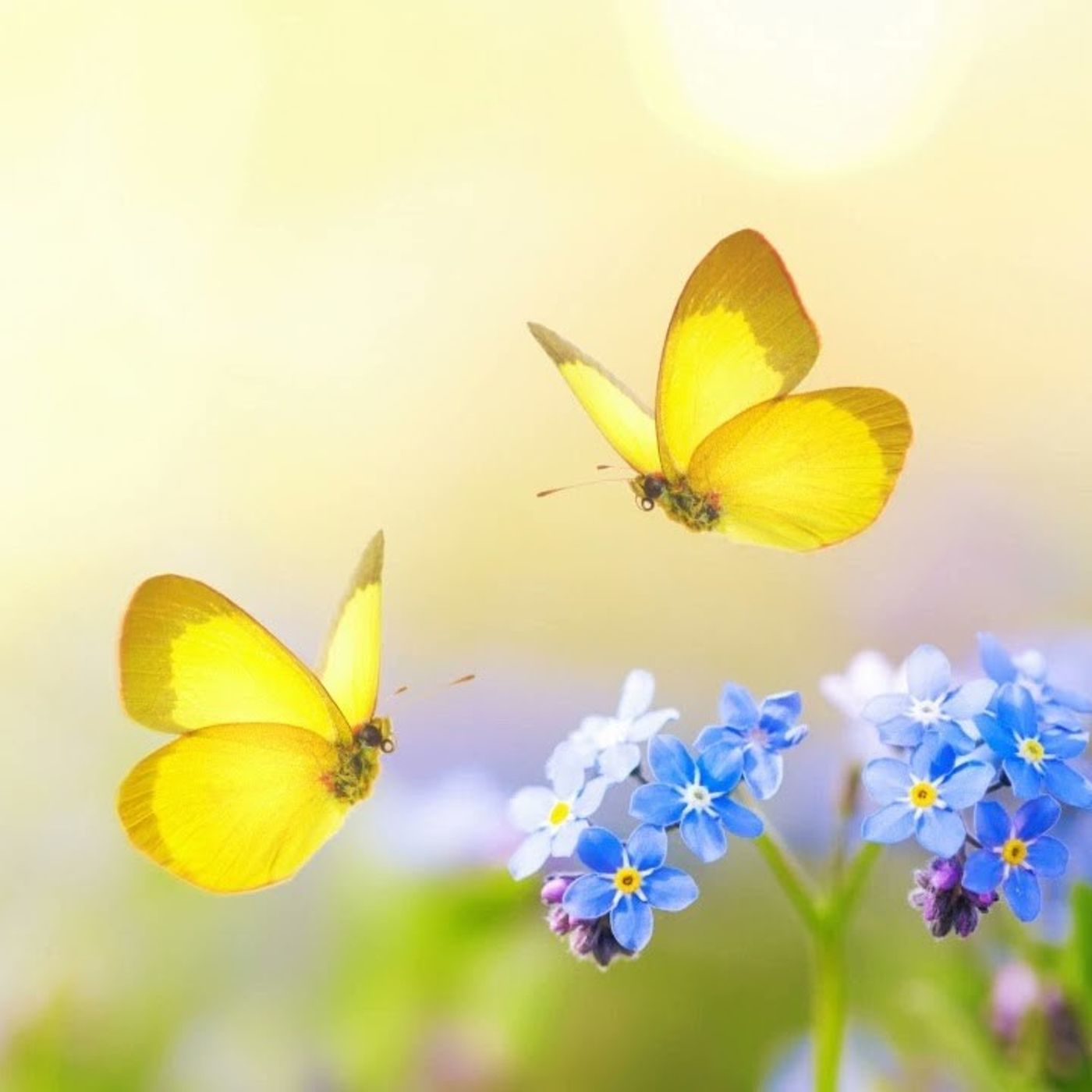 תזריע La lèpre pourquoi | Paracha de la semaine