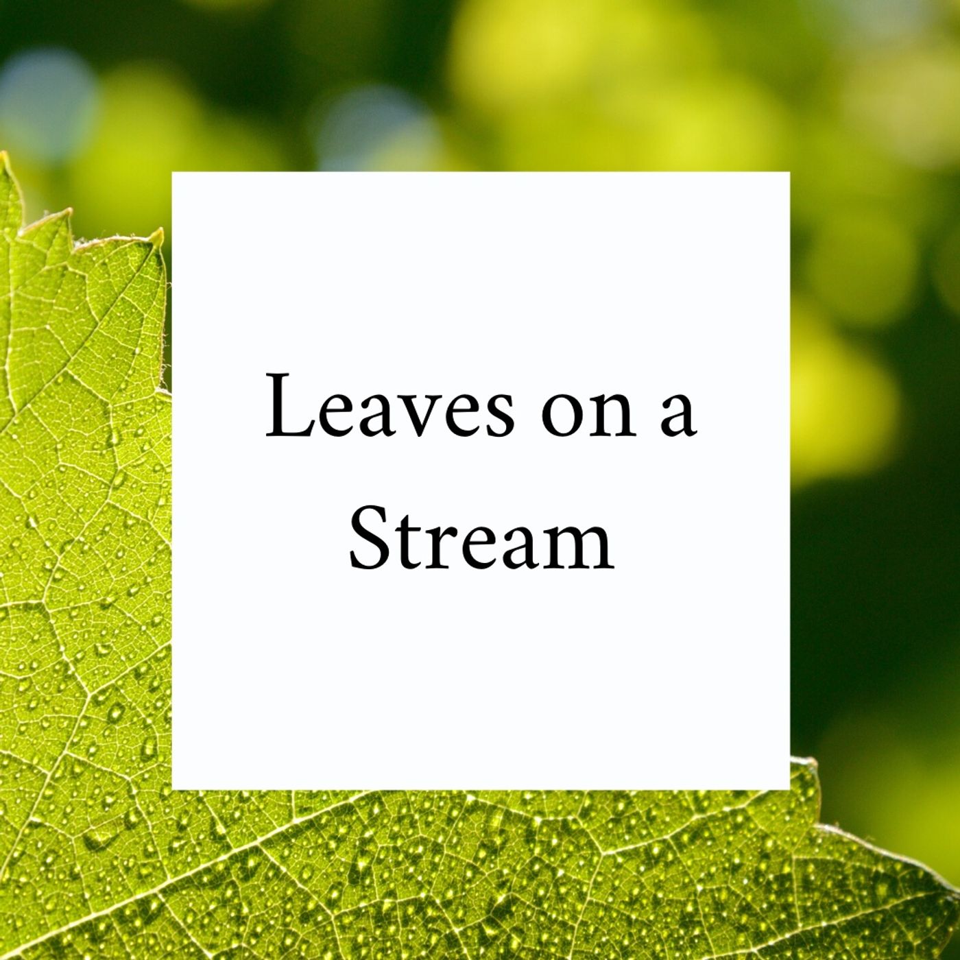 Leaves on a Stream episode artwork