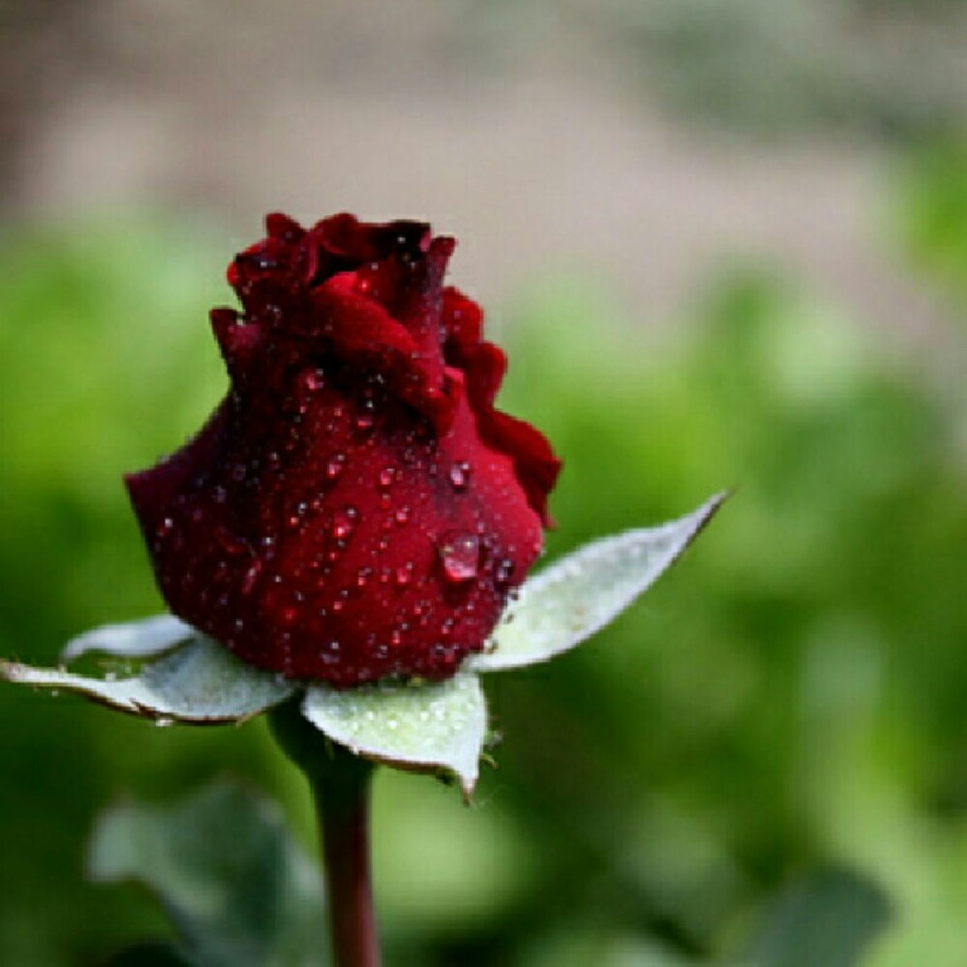شوشو..مؤئتى