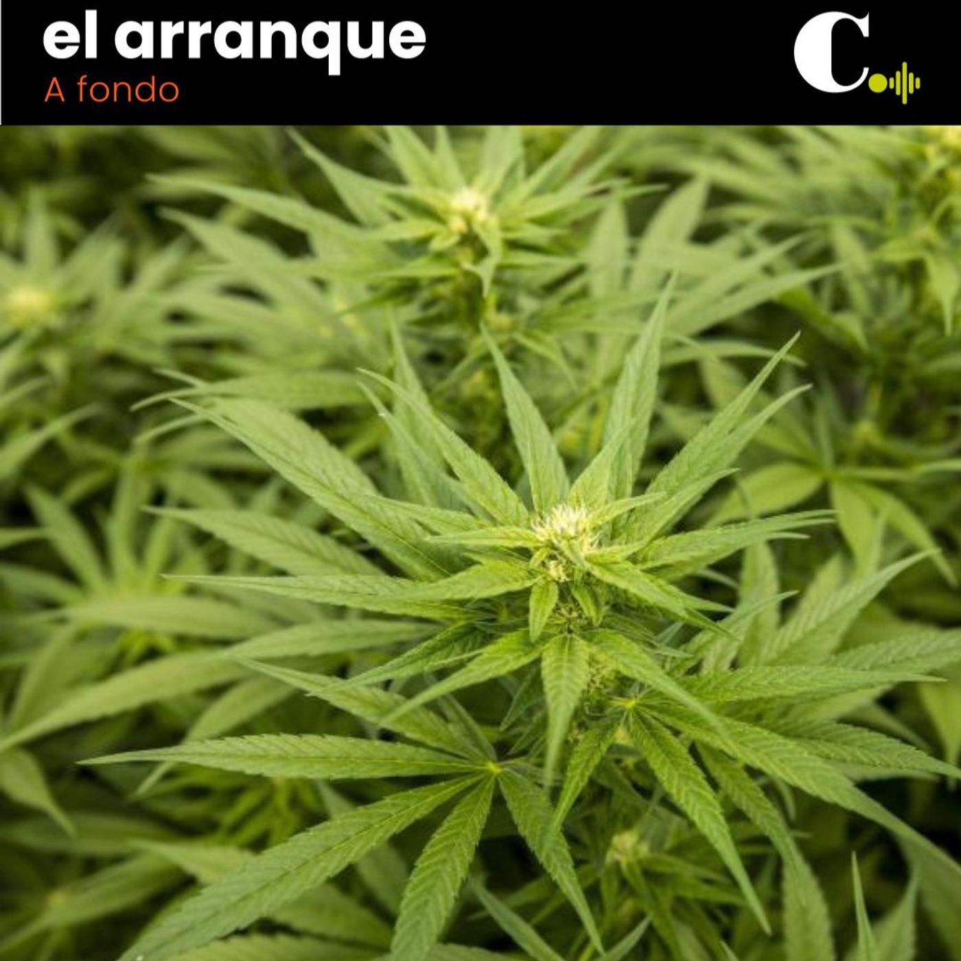 424. La marihuana será legal en Colombia, ¿qué sigue después? episode artwork