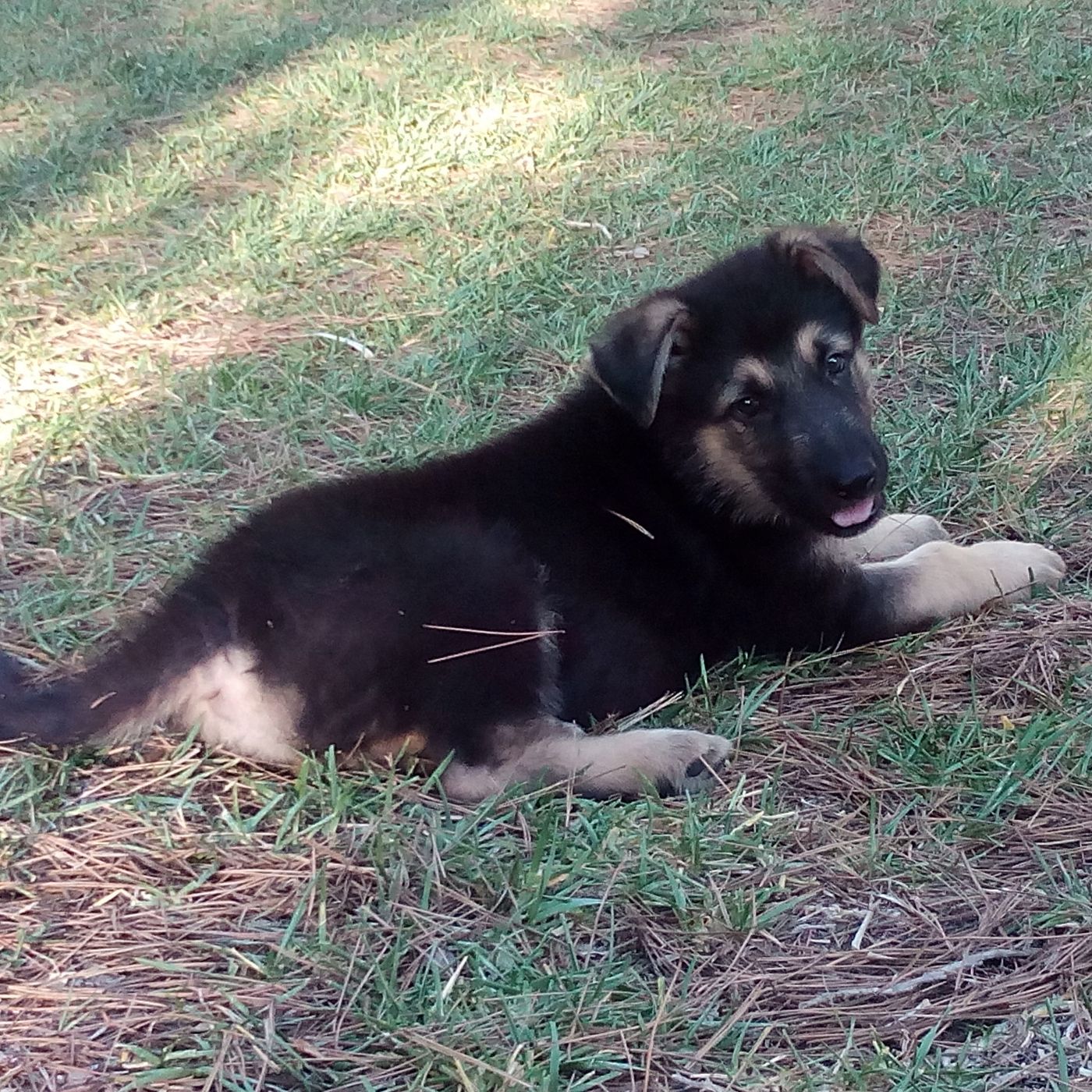 Musica para mascotas