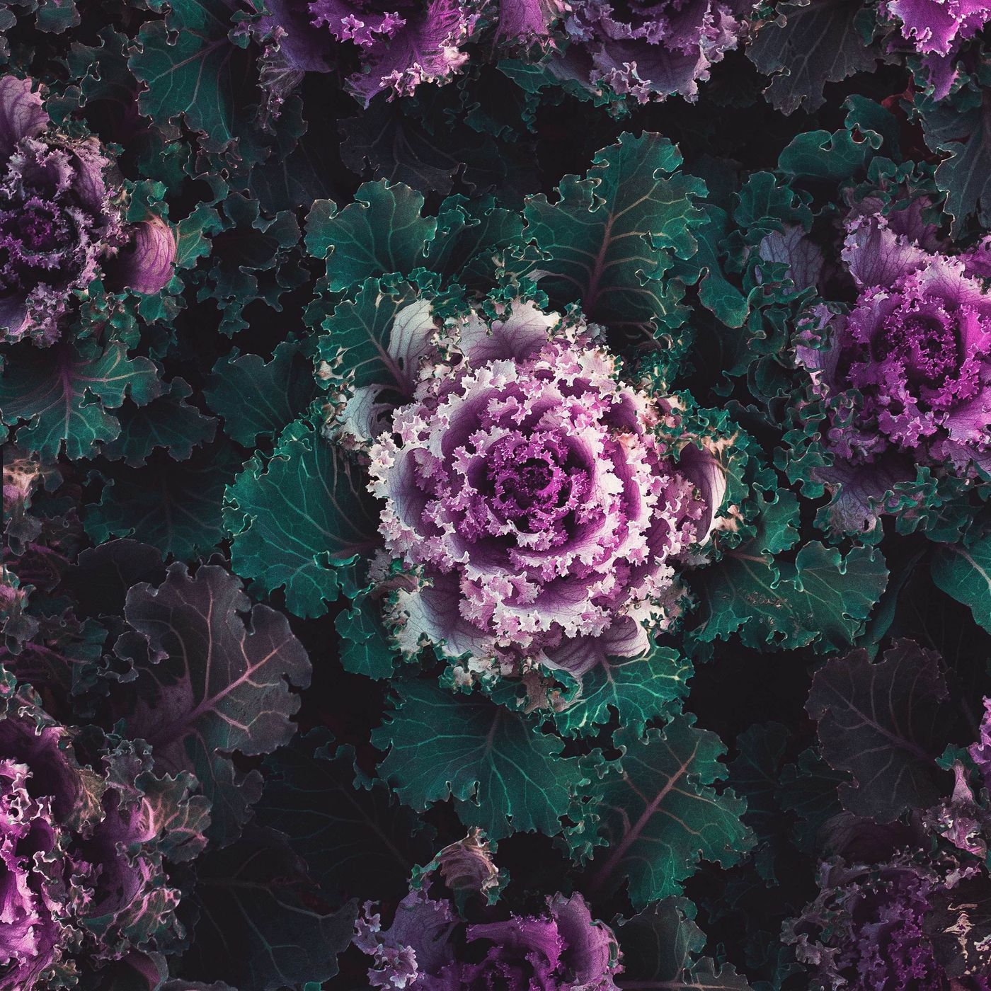 Kale: Health Benefits, Nutritional Power, and Smoothie Preparation Guide episode artwork