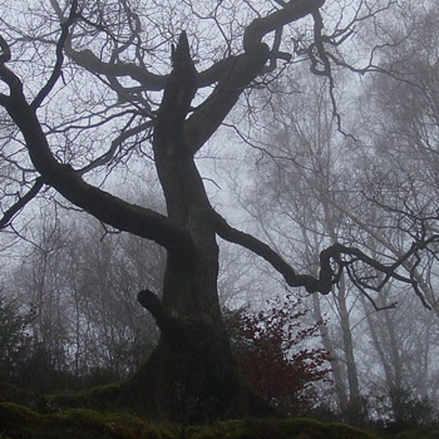 Historias de Miedo Septiembre 2 2020 LOS NIÑOS DEL ÁRBOL