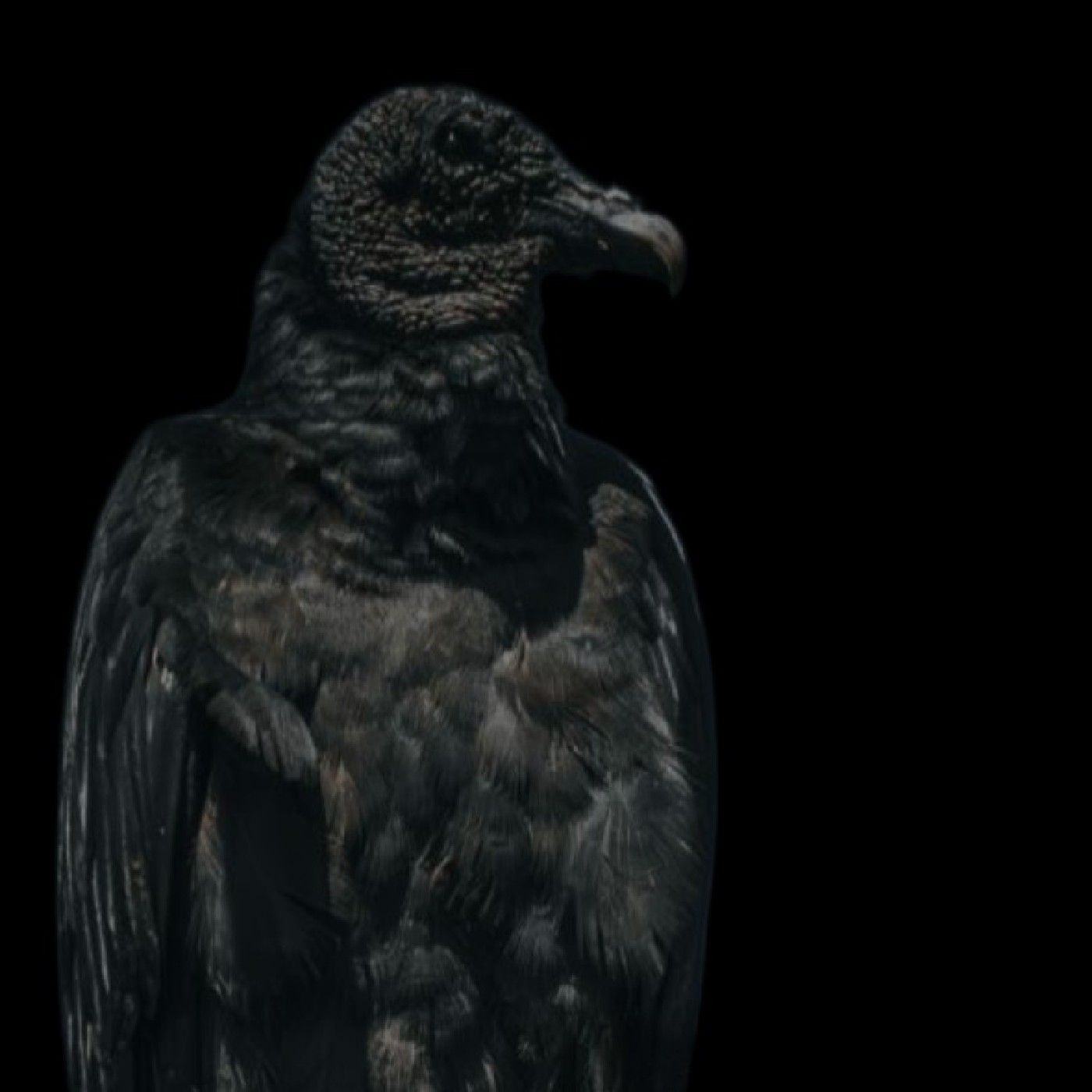 Esto es Alta Vibración