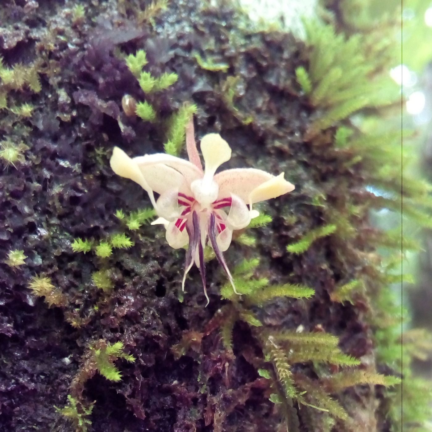 Conversando en Jovel