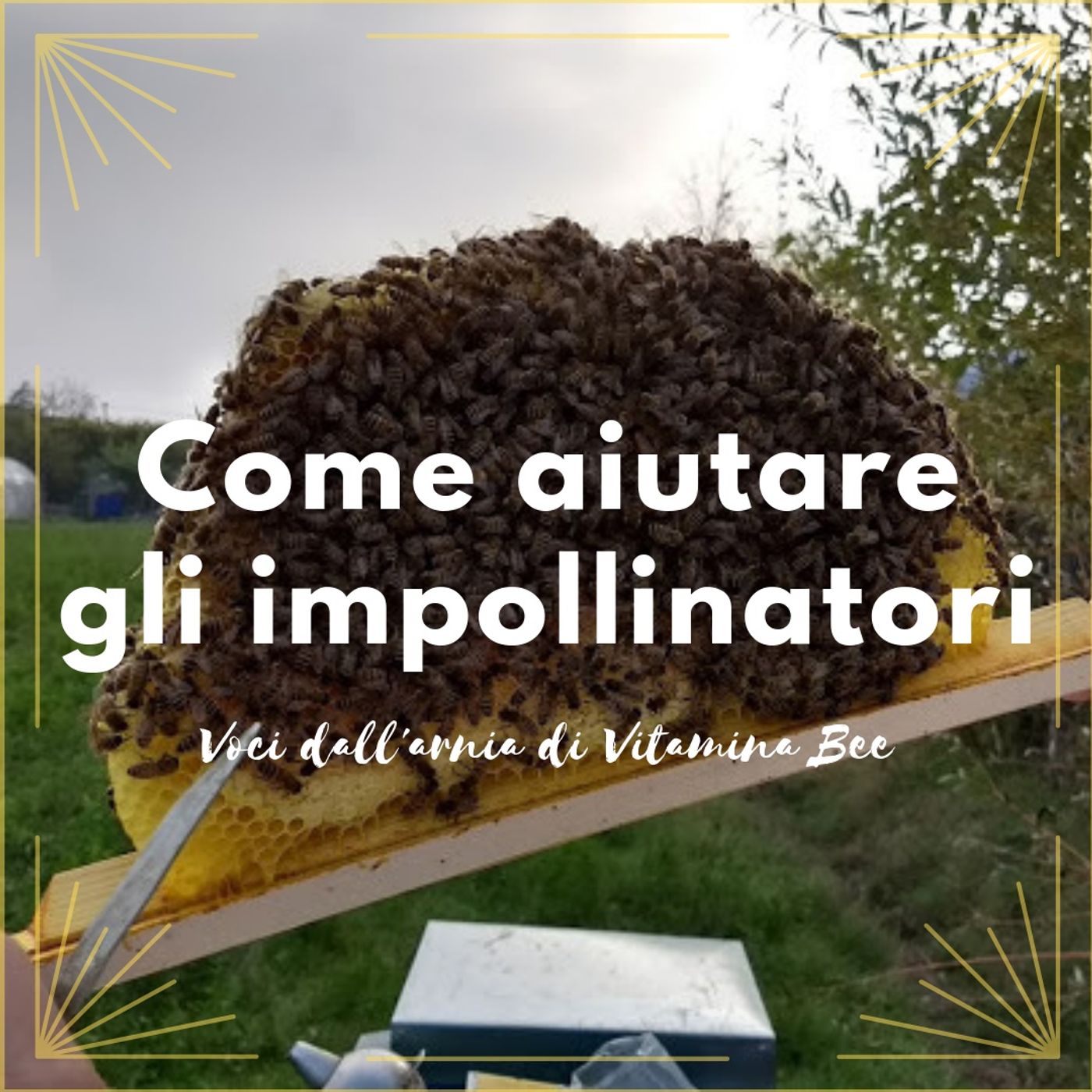 Voci dall\'arnia con Vitamina Bee