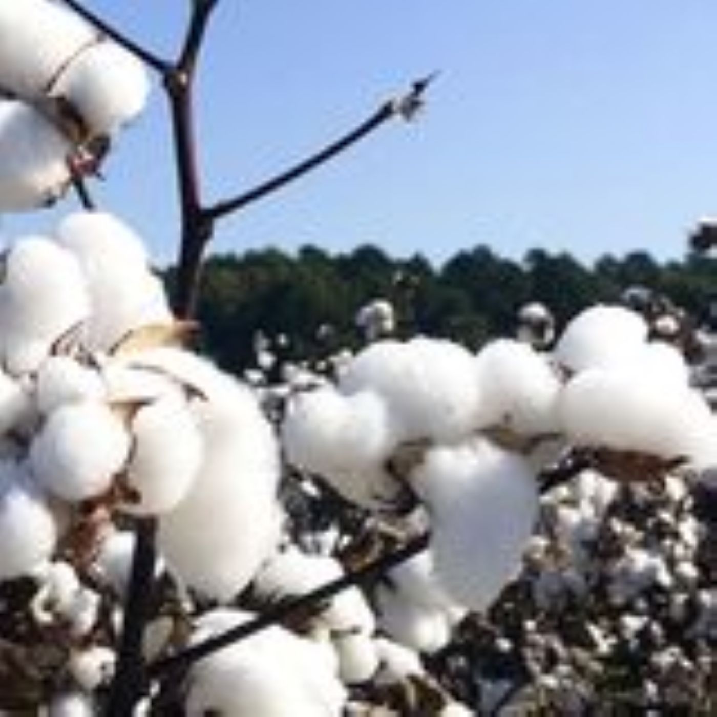 Algodão: Chicago pressionada e redução de área na China e EUA | BBcast Agro - 24/02/2026