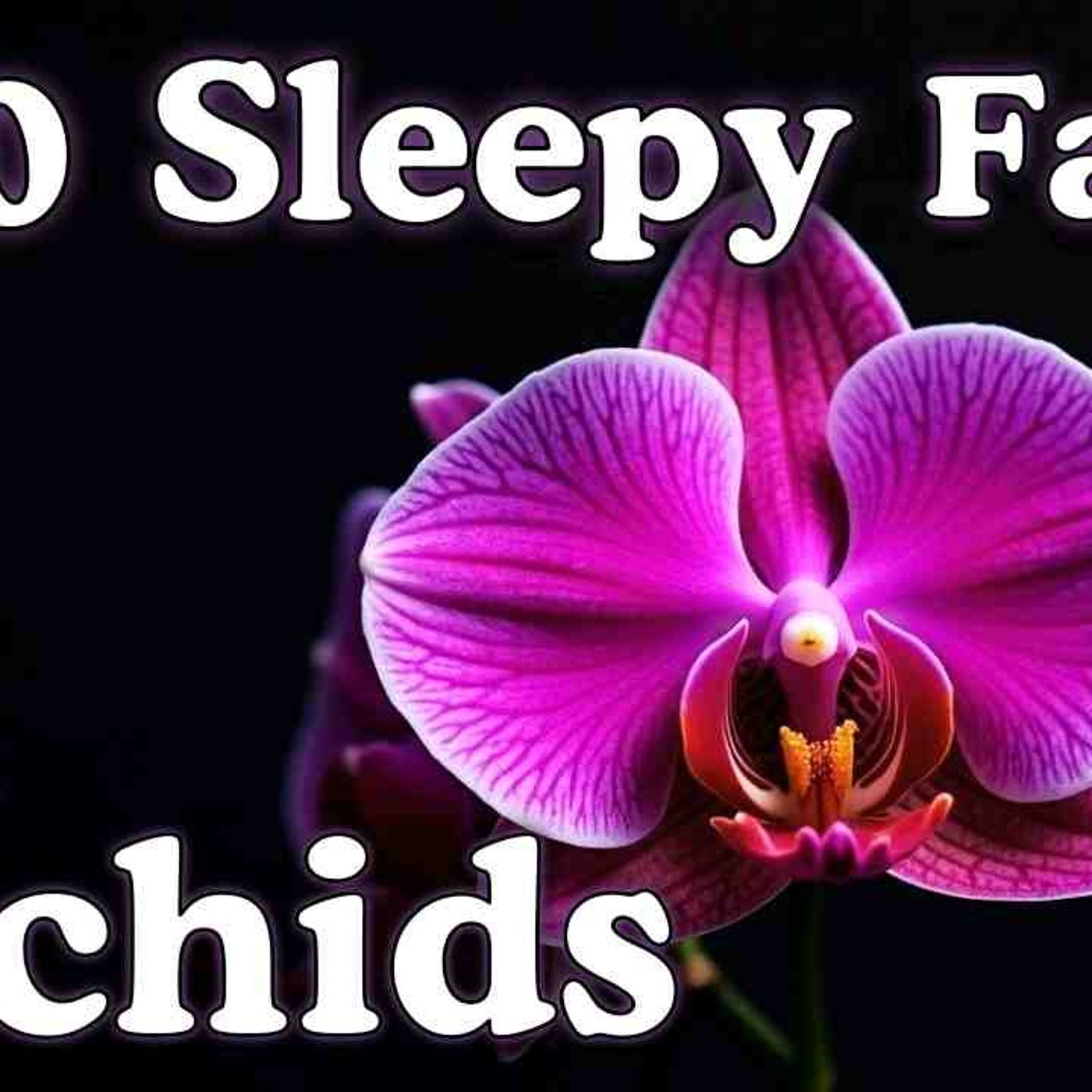 The Most Relaxing Facts About Orchids to Fall Asleep To - No Adverts episode artwork