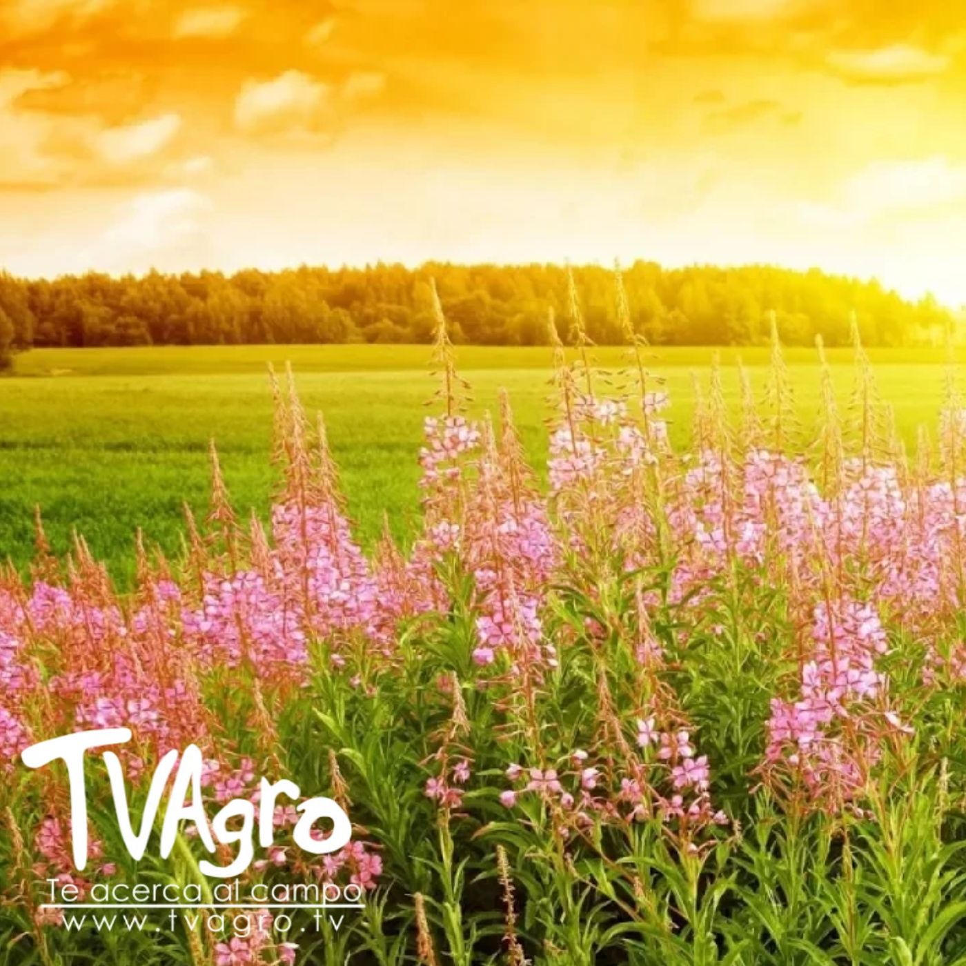 TV AGRO