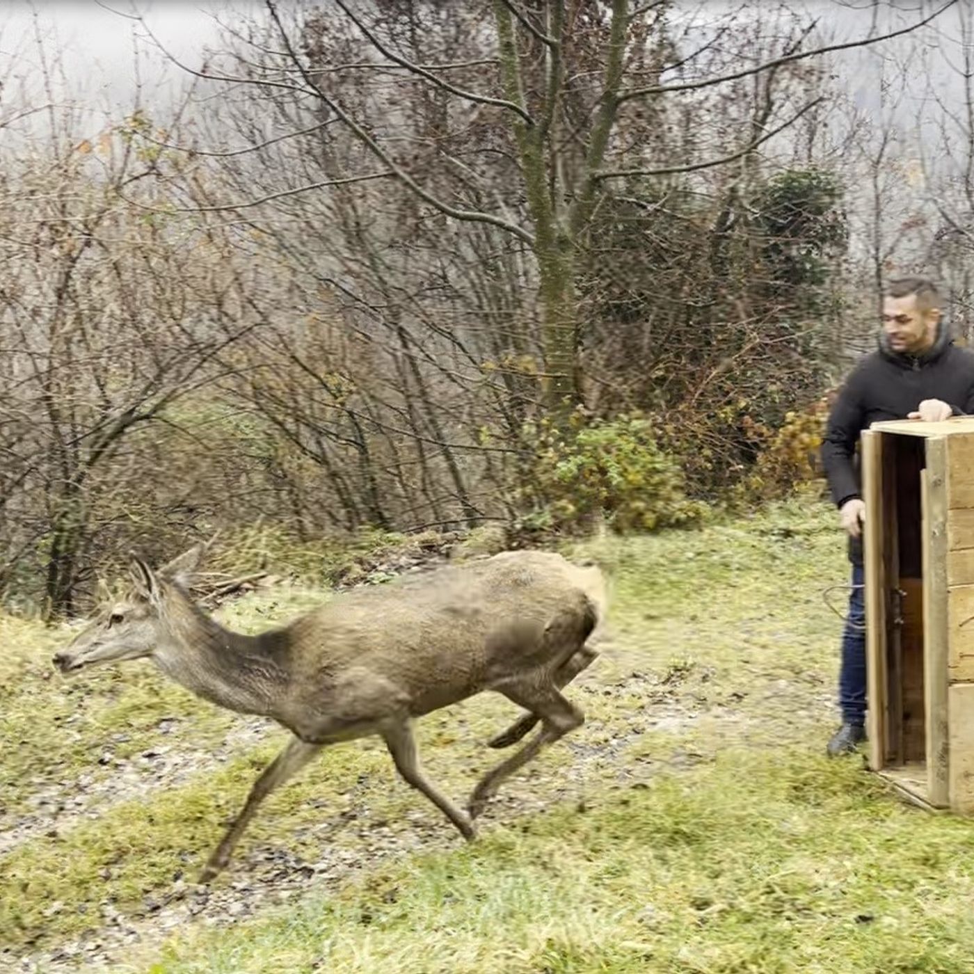 Cerva ferita gravemente, rimessa in libertà dopo le cure