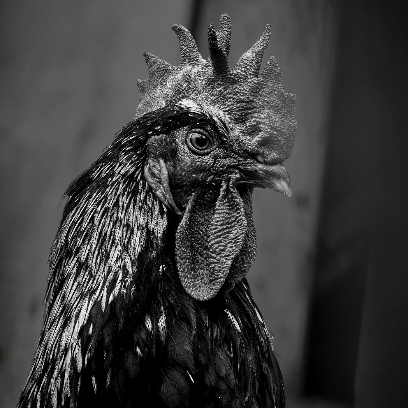 El Gallo