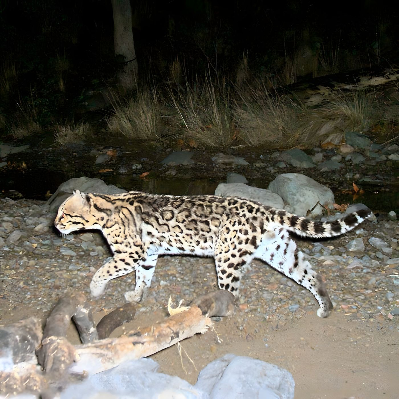 Episode 176: Protecting and Restoring the Wild Heart of the Sky Islands with Louise Misztal