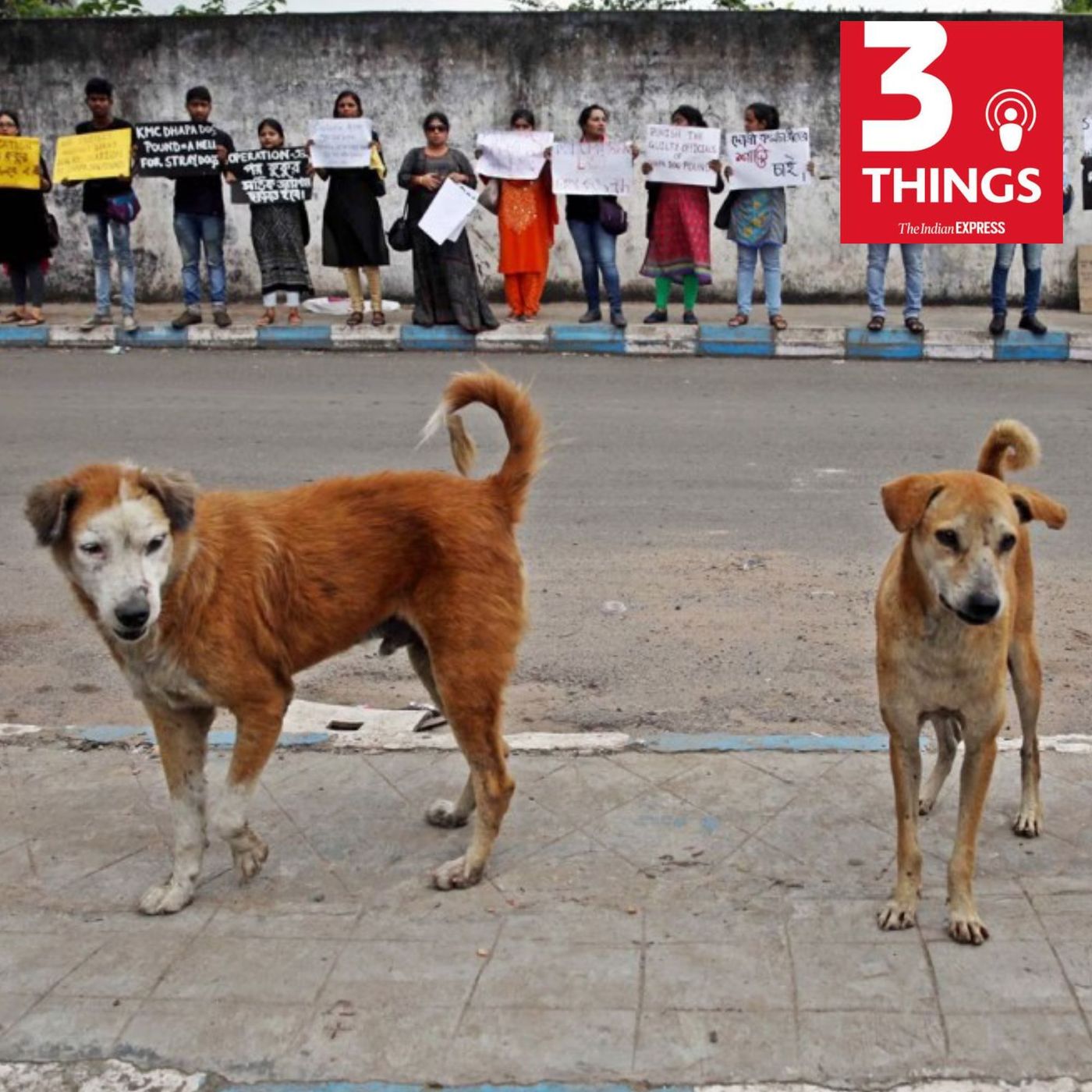 The stray dog issue, Cockroach Janta Party's rise, and tiger attacks in MP
