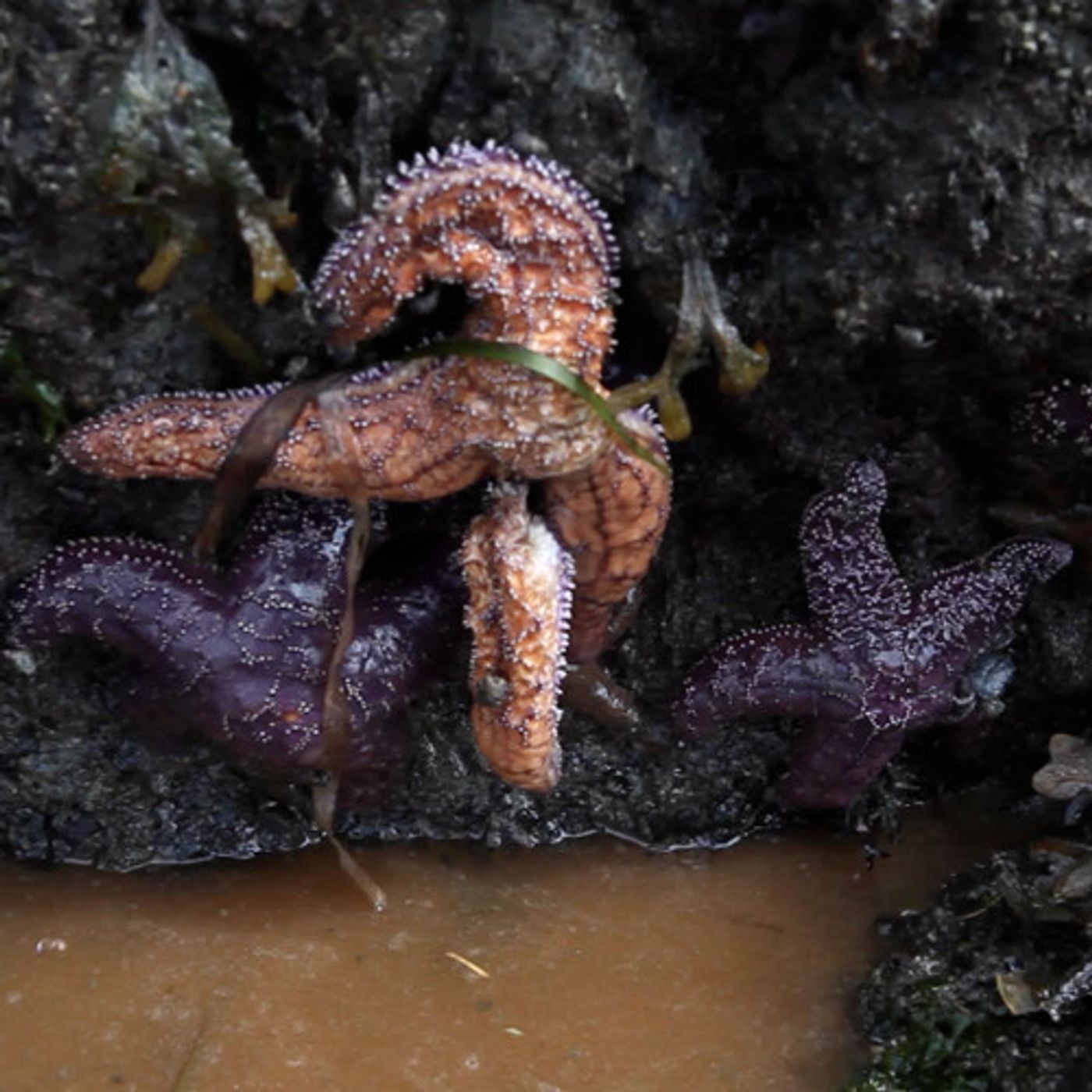 Scientists Close In On What’s Killing Sea Stars episode artwork