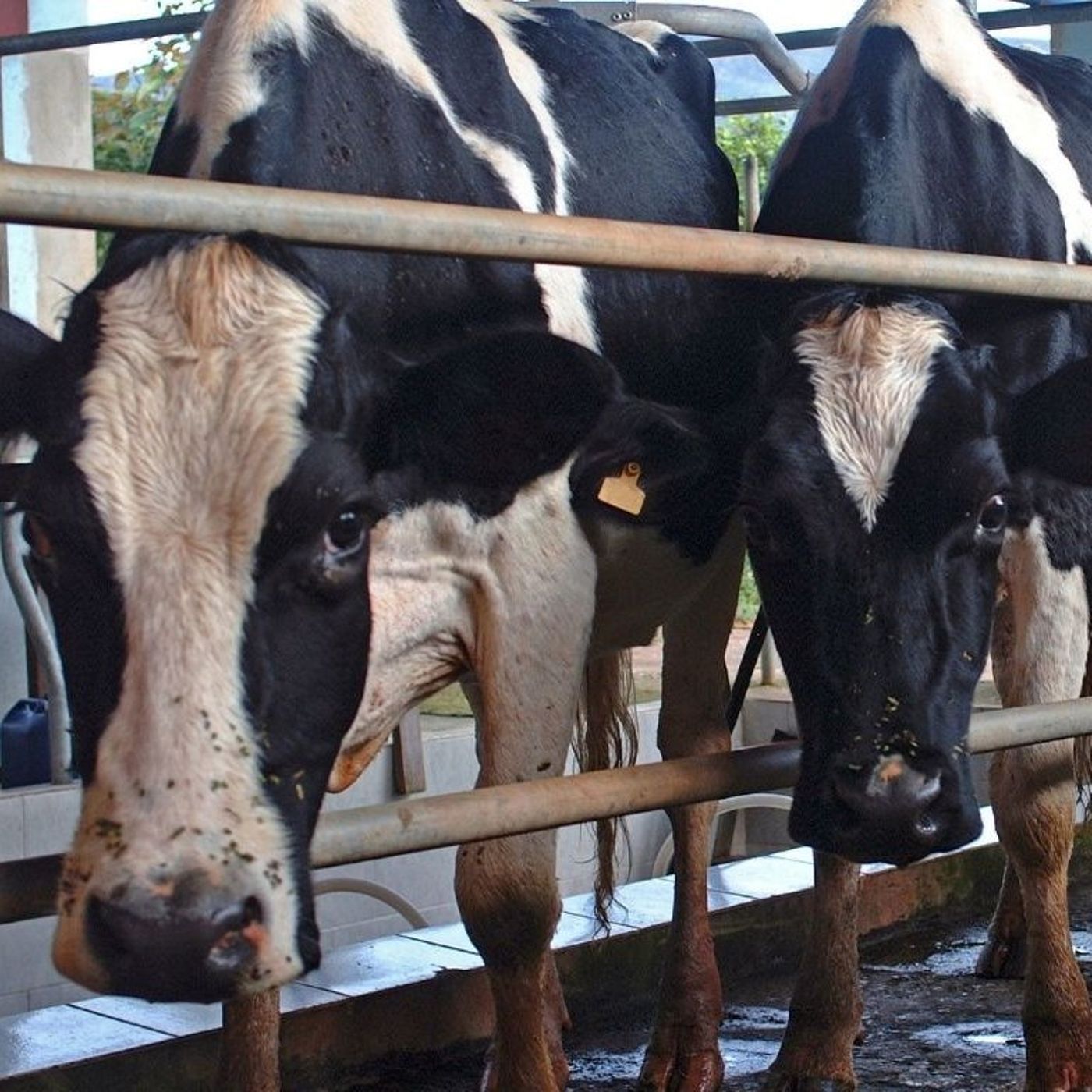 Canadians back protecting food sovereignty and supply management as CUSMA talks continue: survey