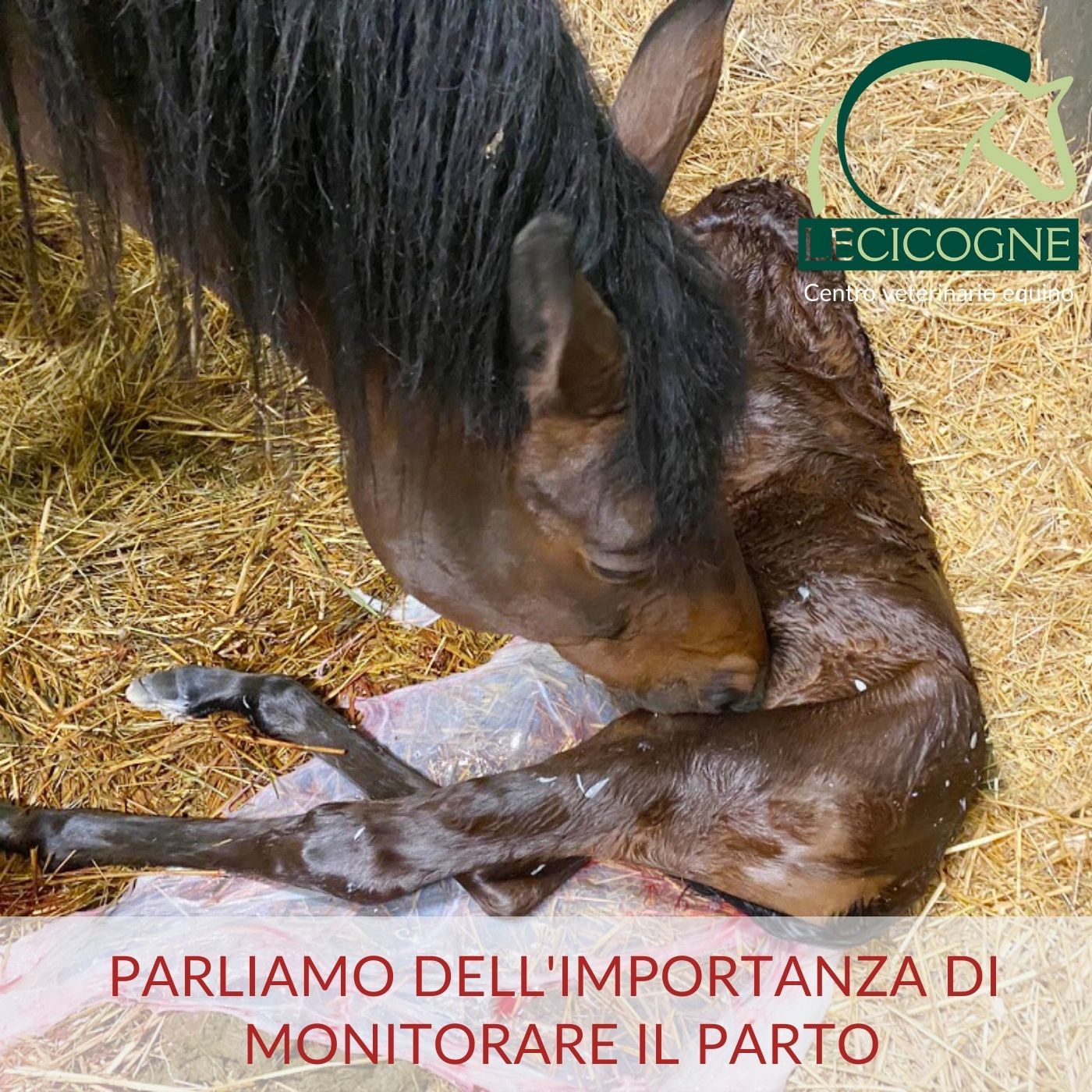 I cavalli: parliamo di salute e benessere