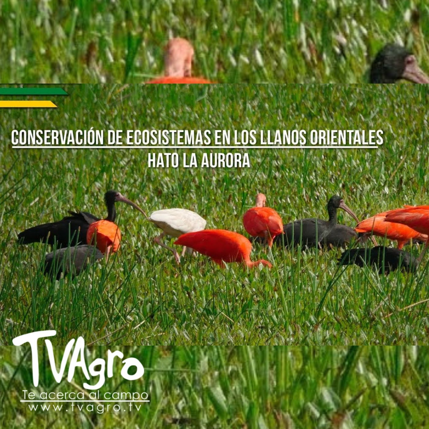 TV AGRO