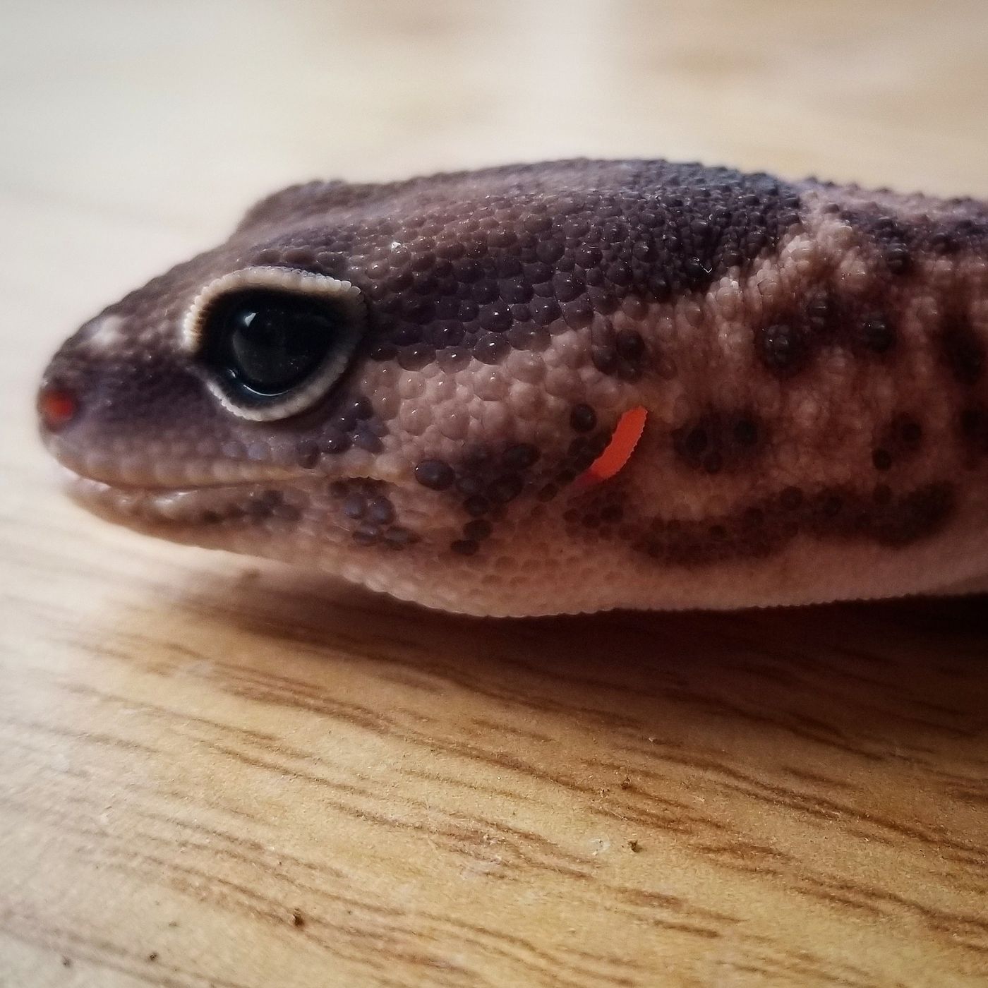 Episode 3: Fat-tailed Gecko