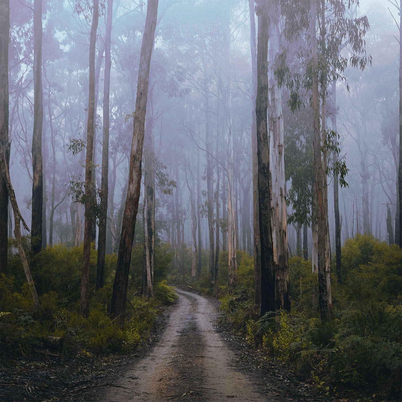 Rainy Eucalyptus Forest - 10 Hours Sleep Sound episode artwork