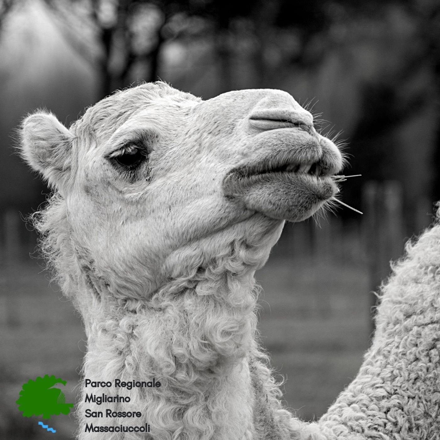 Impronta Animale