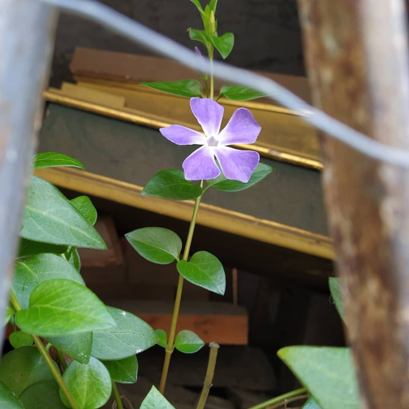 Tracce dalla quarantena