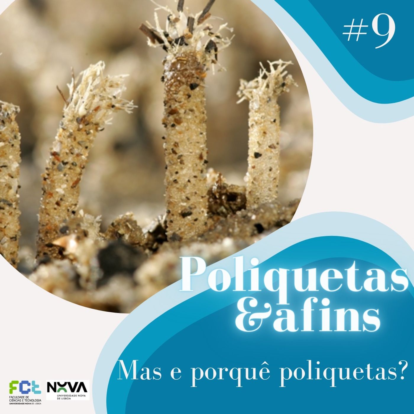 Poliquetas e afins