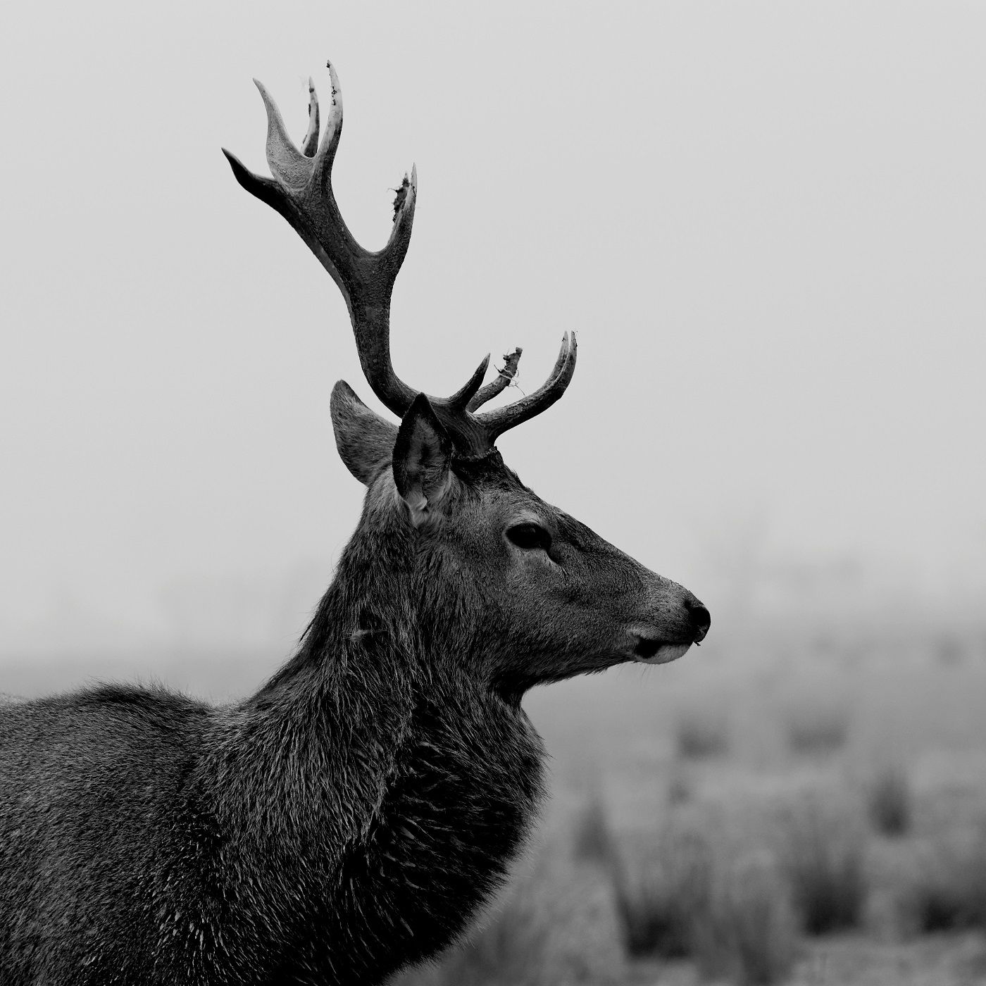 El Venado de La Gorra