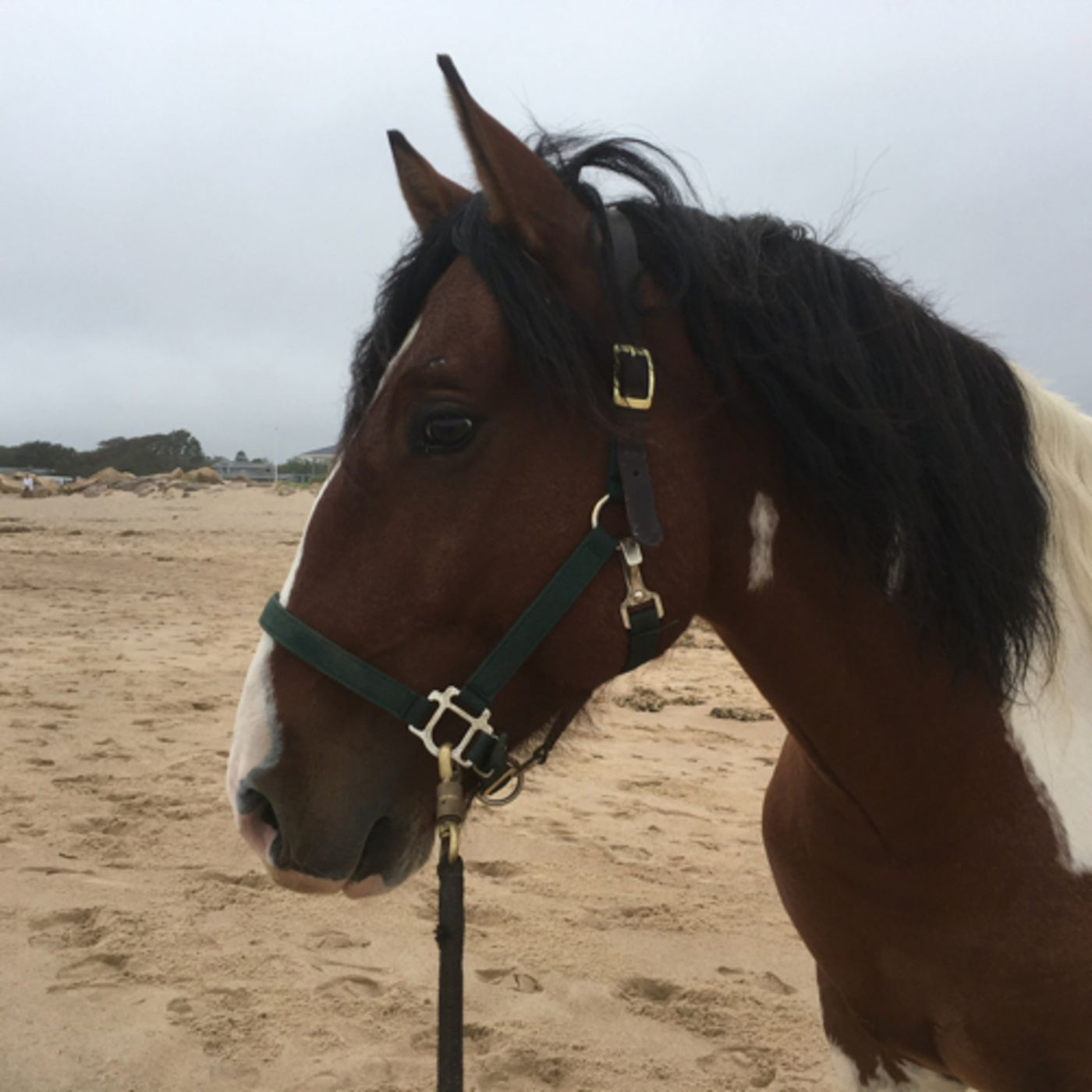 Angus’s story: Healing Trauma not Training