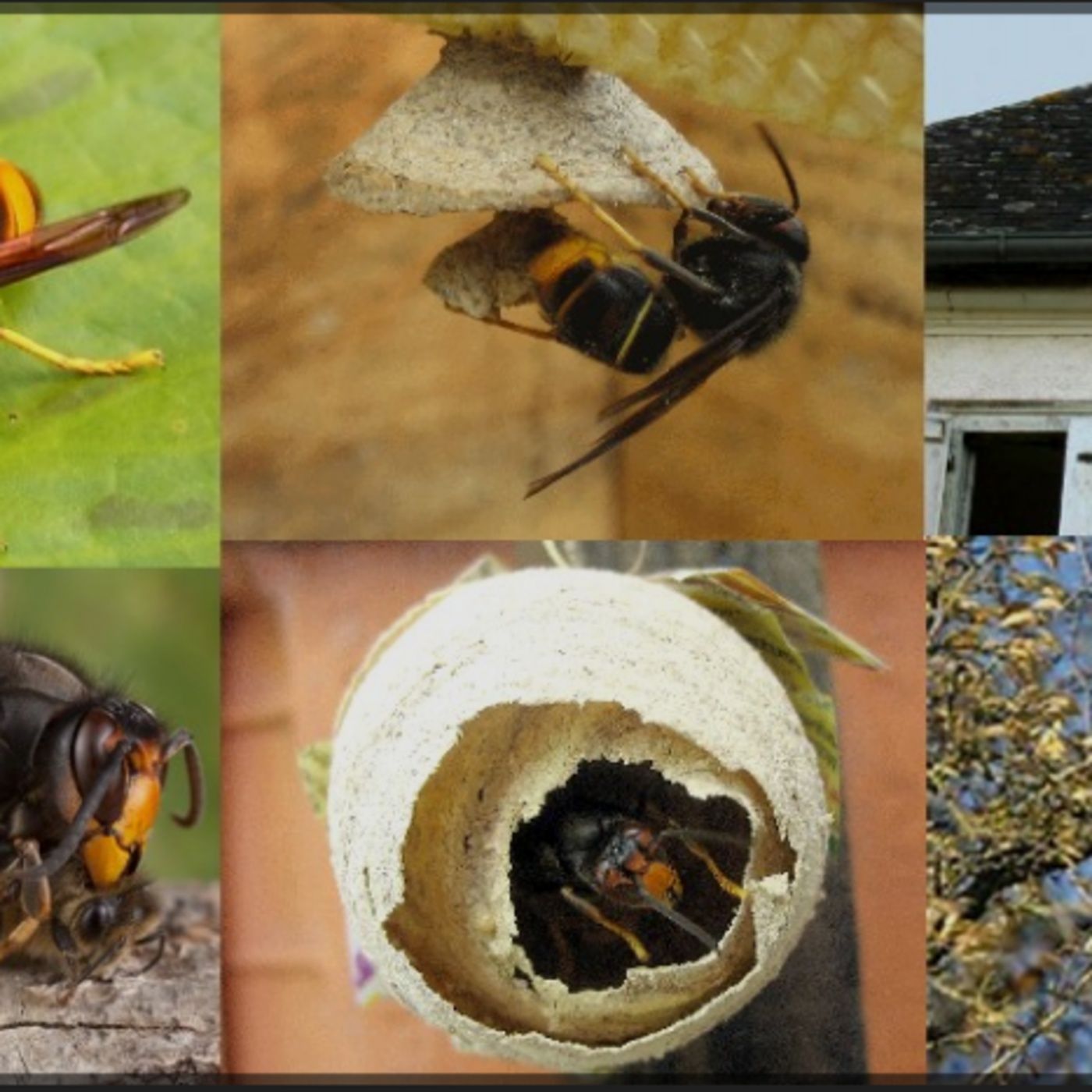 "God Save The Bee", un projet pour lutter contre le frelon asiatique