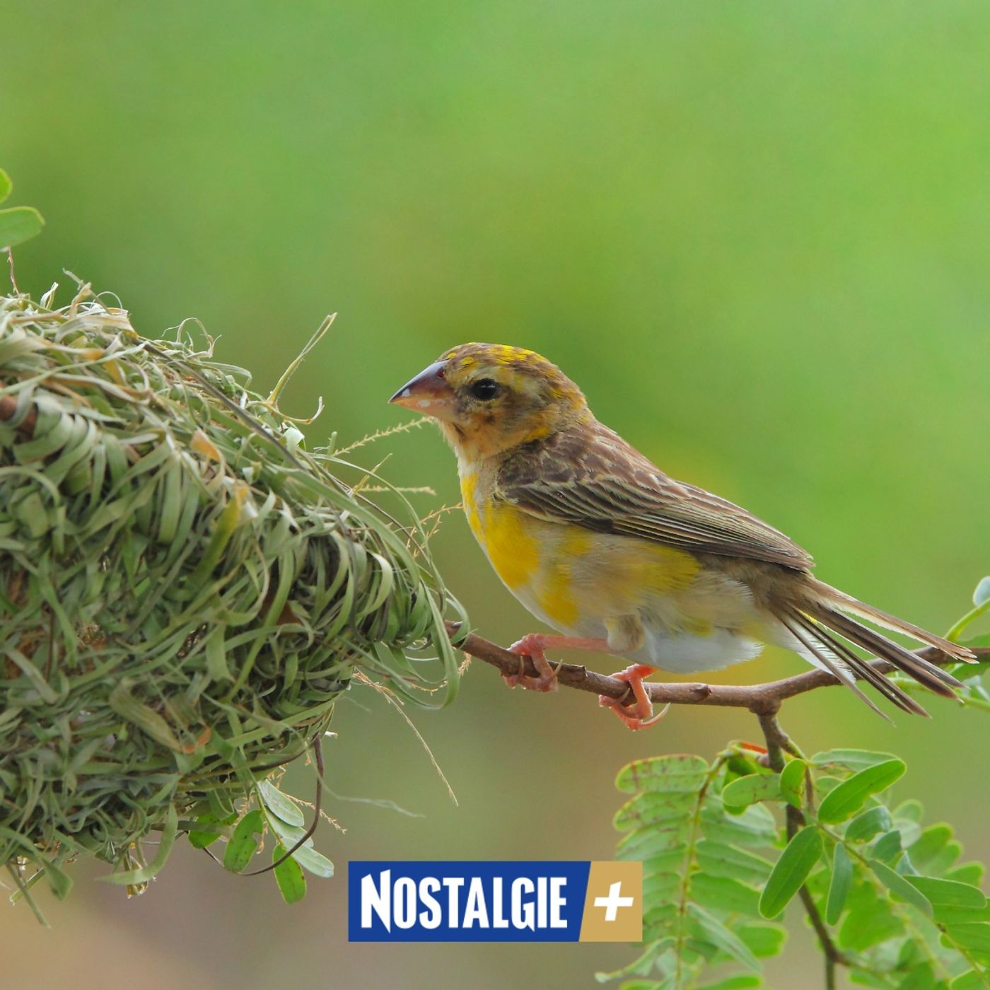 Printemps : comment aider les oiseaux à nicher et s’hydrater dans son jardin Printemps : comment aider les oiseaux à nicher et s’hydrater dans son jardin