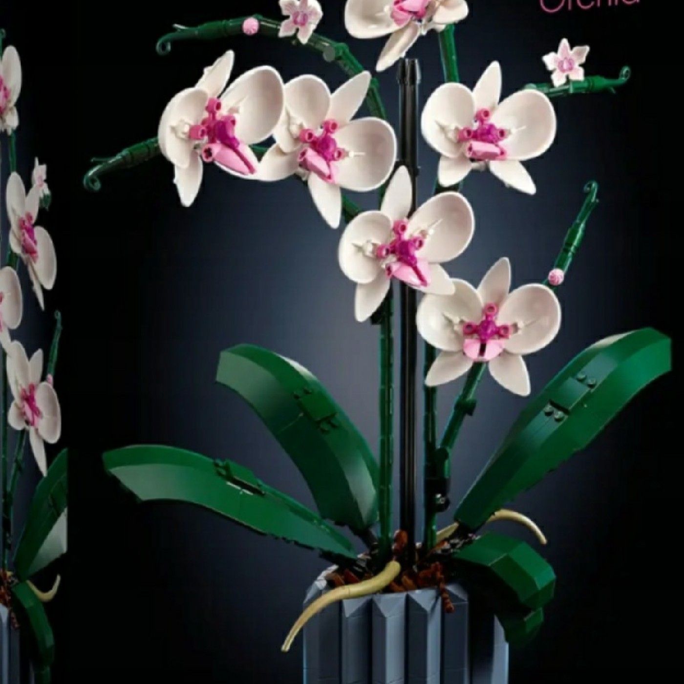 Unusual shop cover art