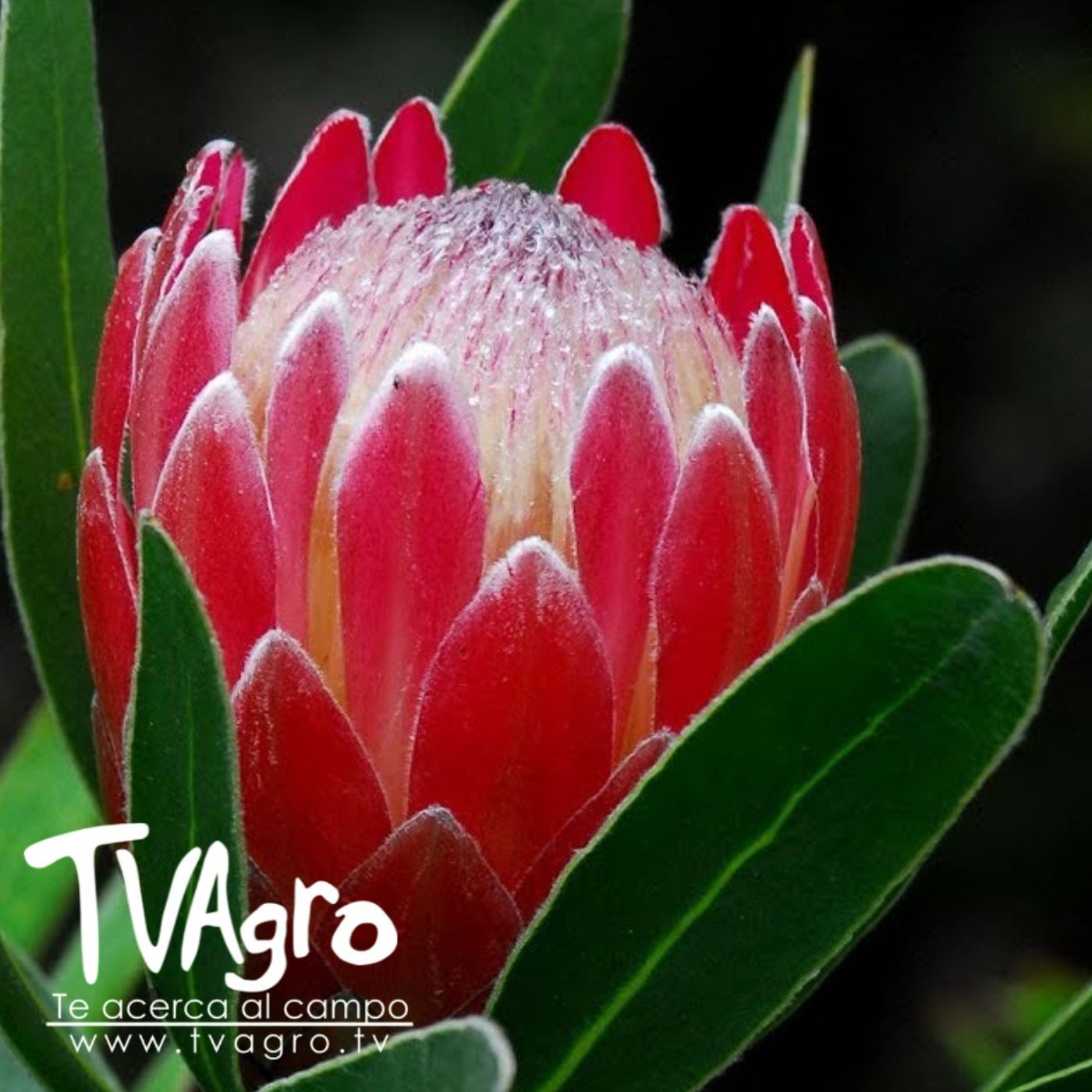 TV AGRO