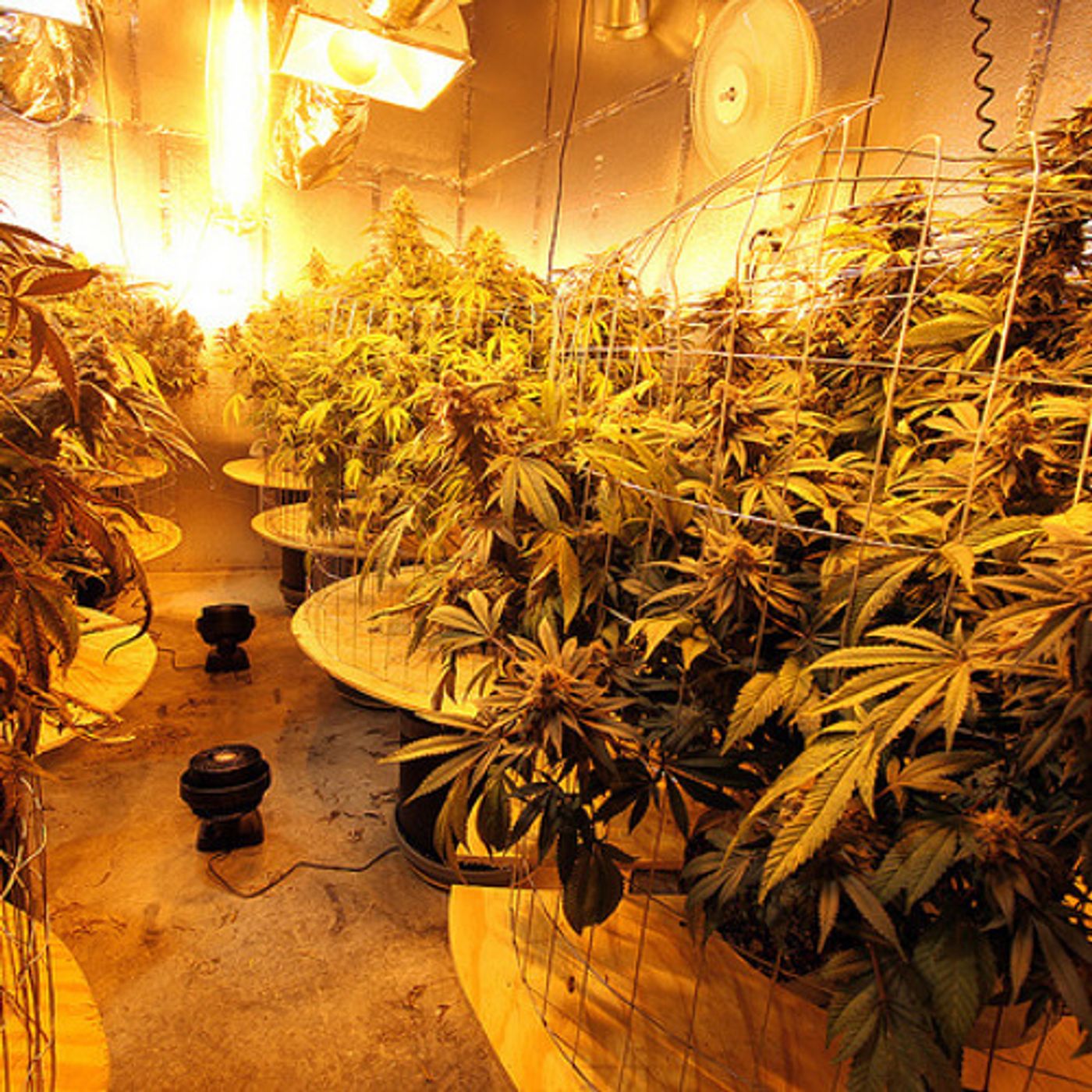 Energy-Efficiency Pot-Growers episode artwork