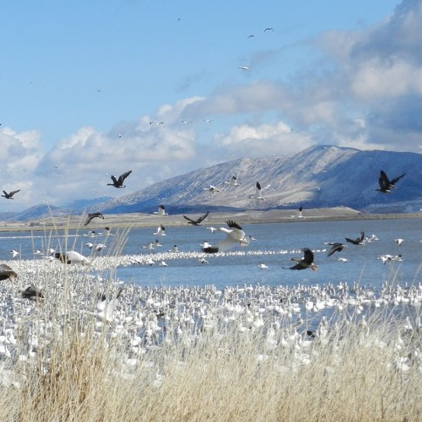 Avian Cholera Plagues Waterfowl In Klamath Basin Refuge episode artwork