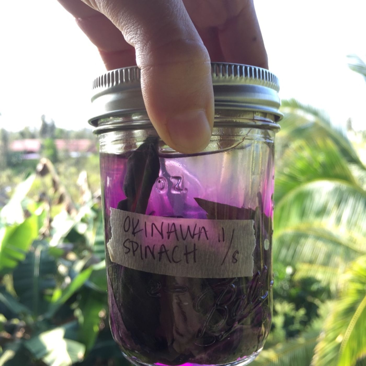 Basics of Fermentation: Part 1