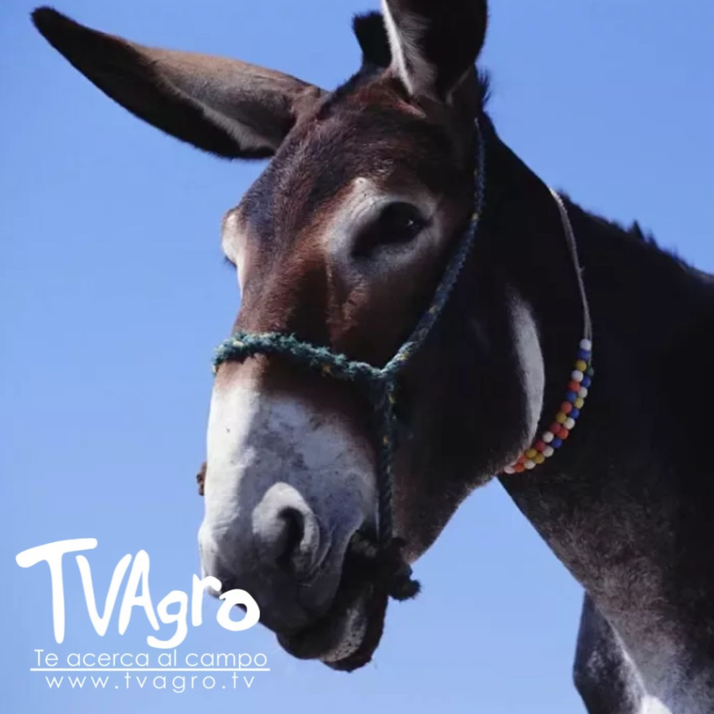 TV AGRO