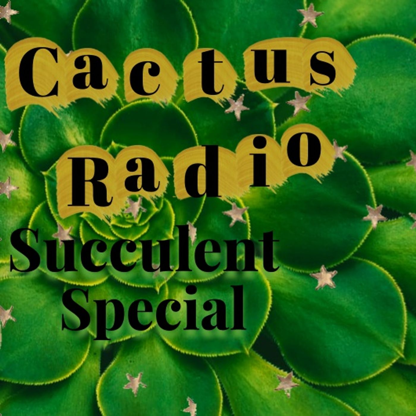 Cactus Radio 🌵♥️