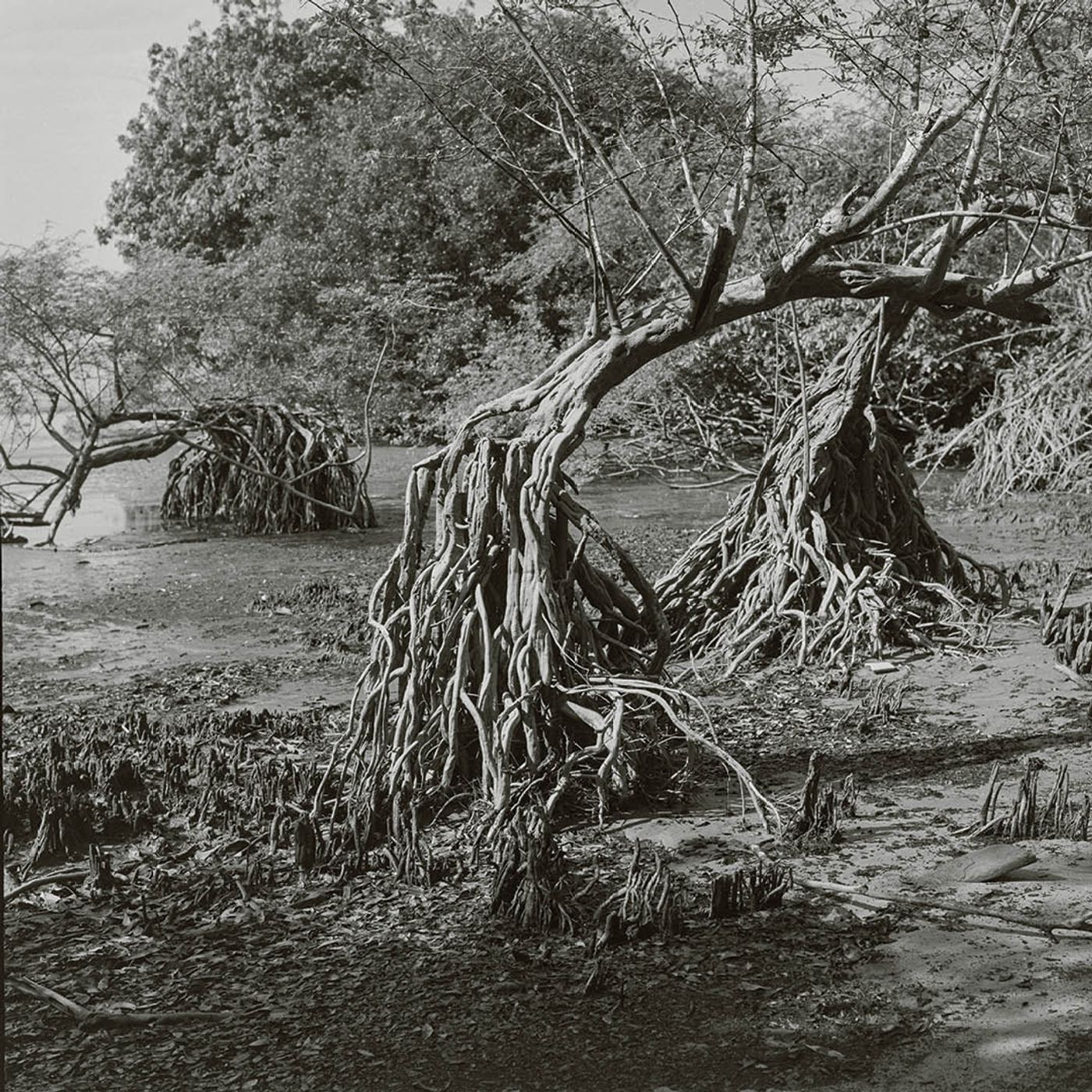 AD_01_Marcel Gautherot Ilha de Marajo 1966 episode artwork