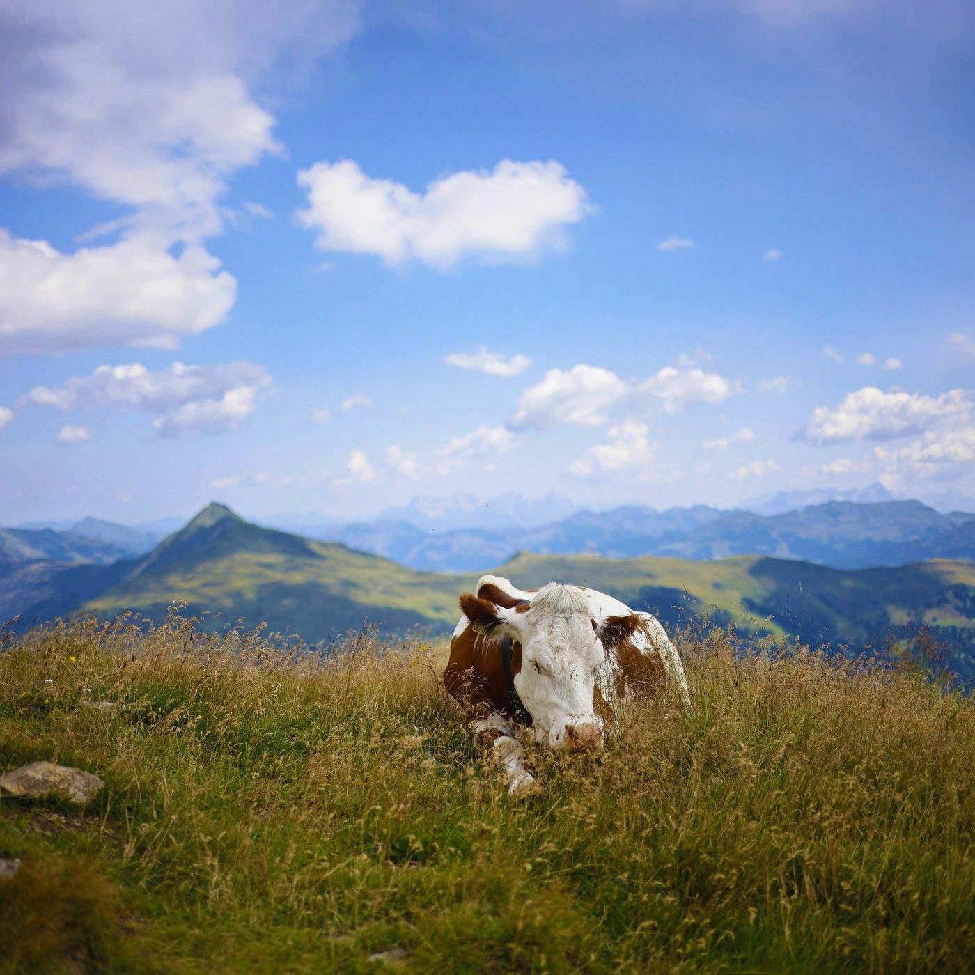 Windy Alpine Pasture - 10 Hours Sleep Sound episode artwork