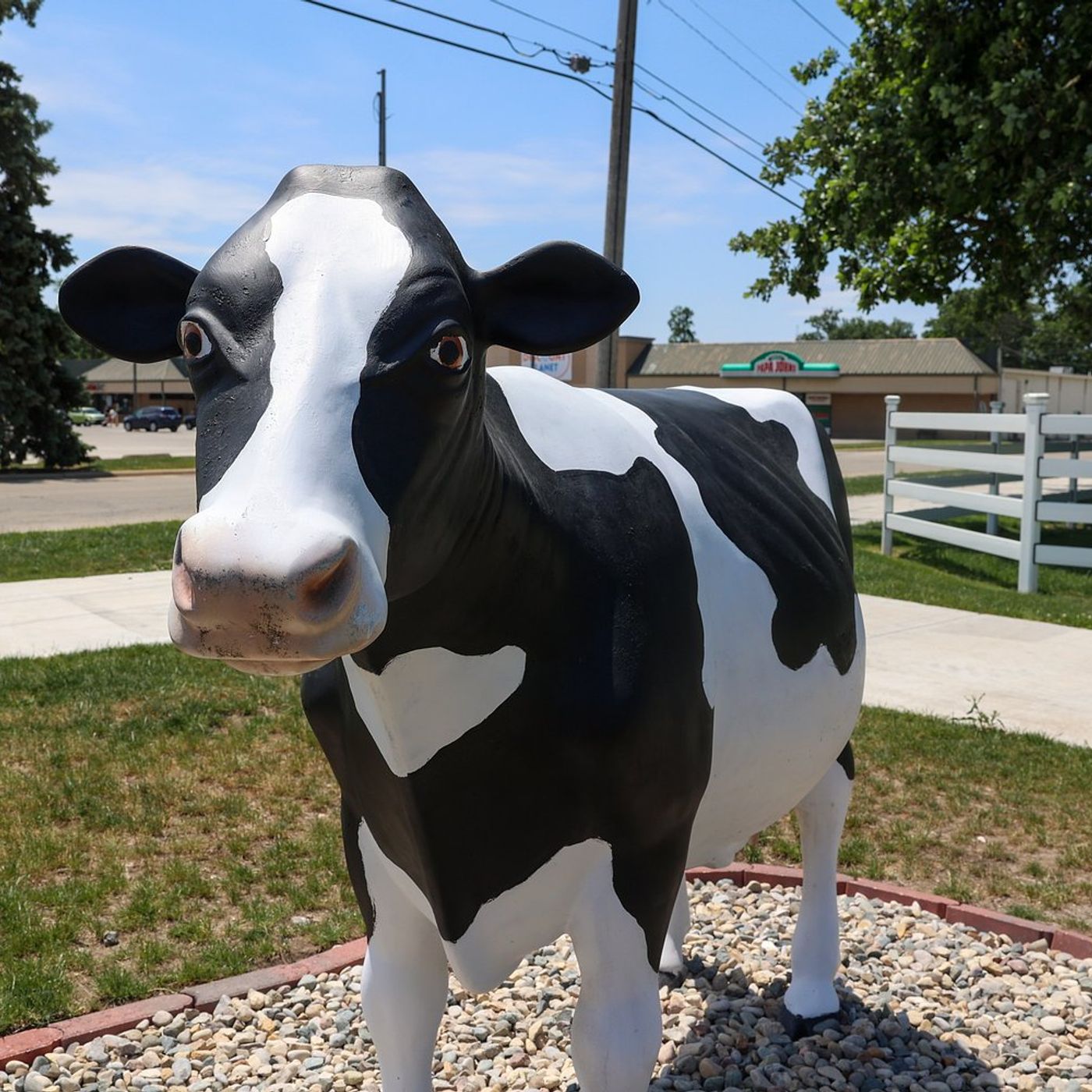 Cow statue on the ‘moove’ at Perry Farm in Bourbonnais episode artwork