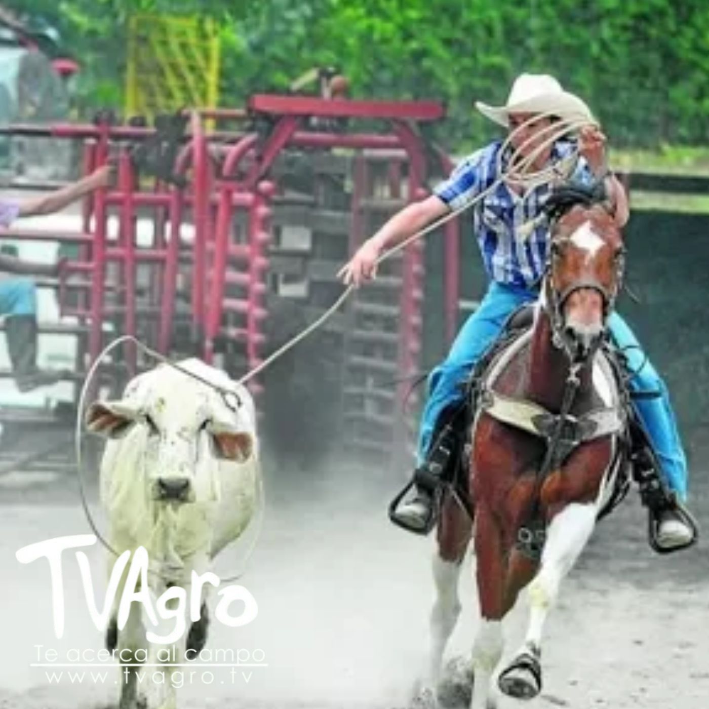 TV AGRO