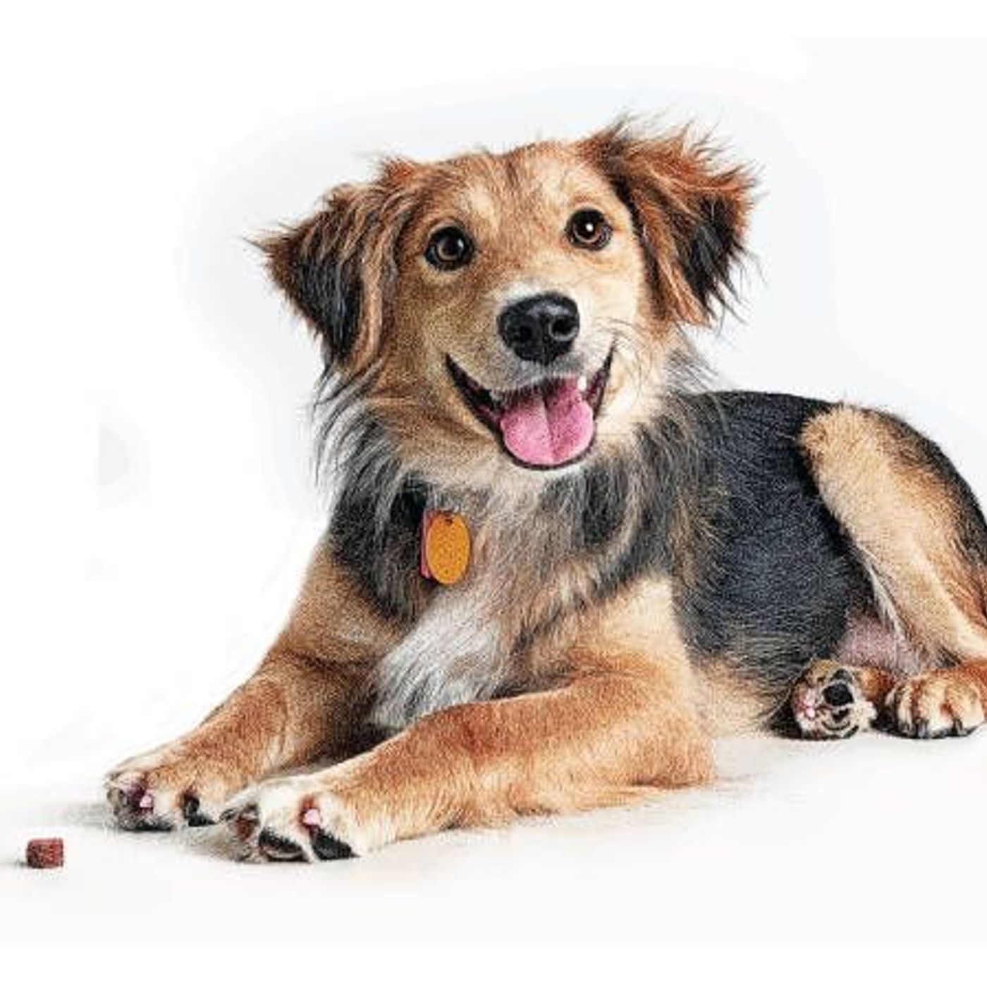Capítulo 1: Historia de los perros (corregido)